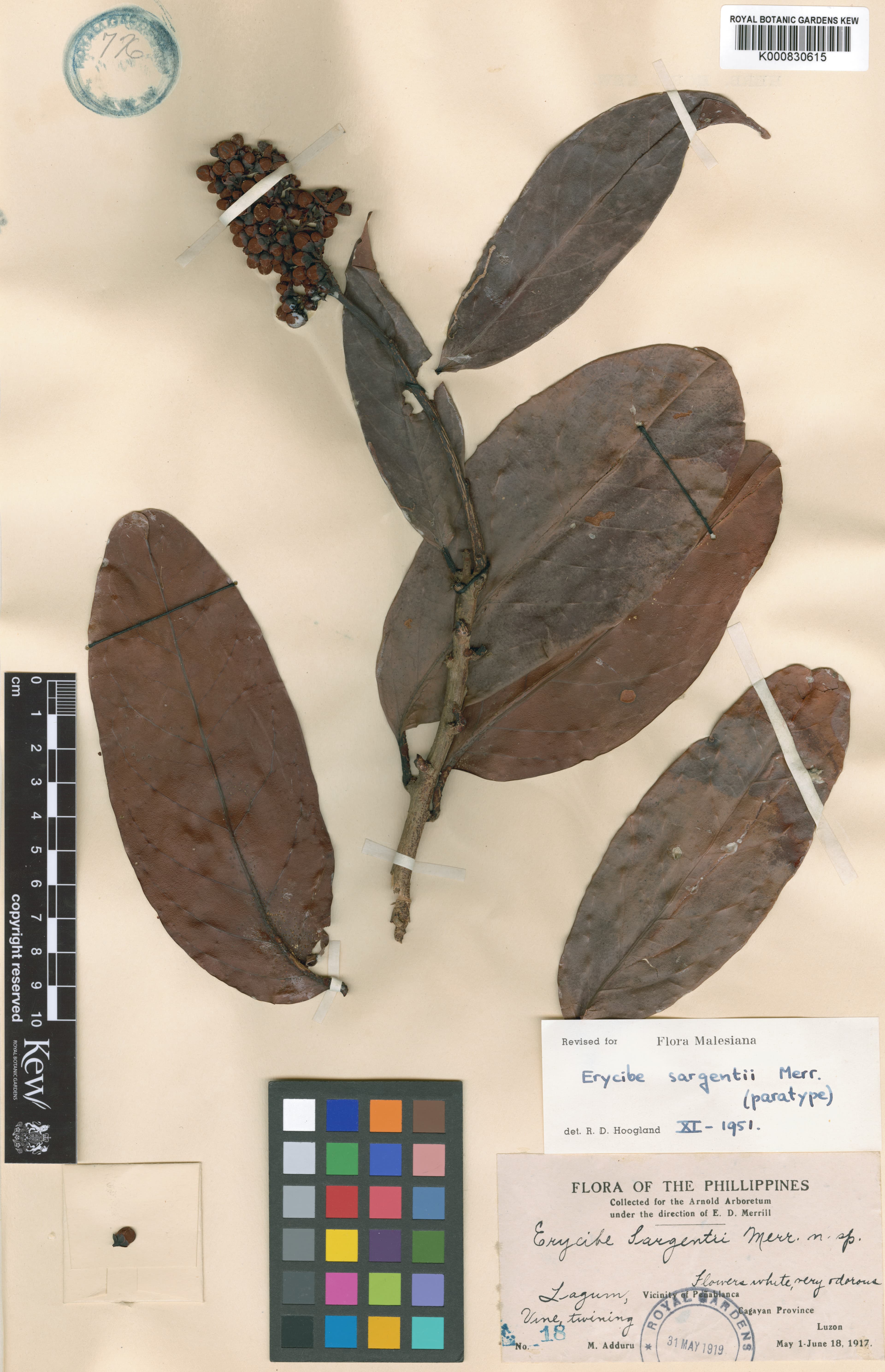 Erycibe sargentii