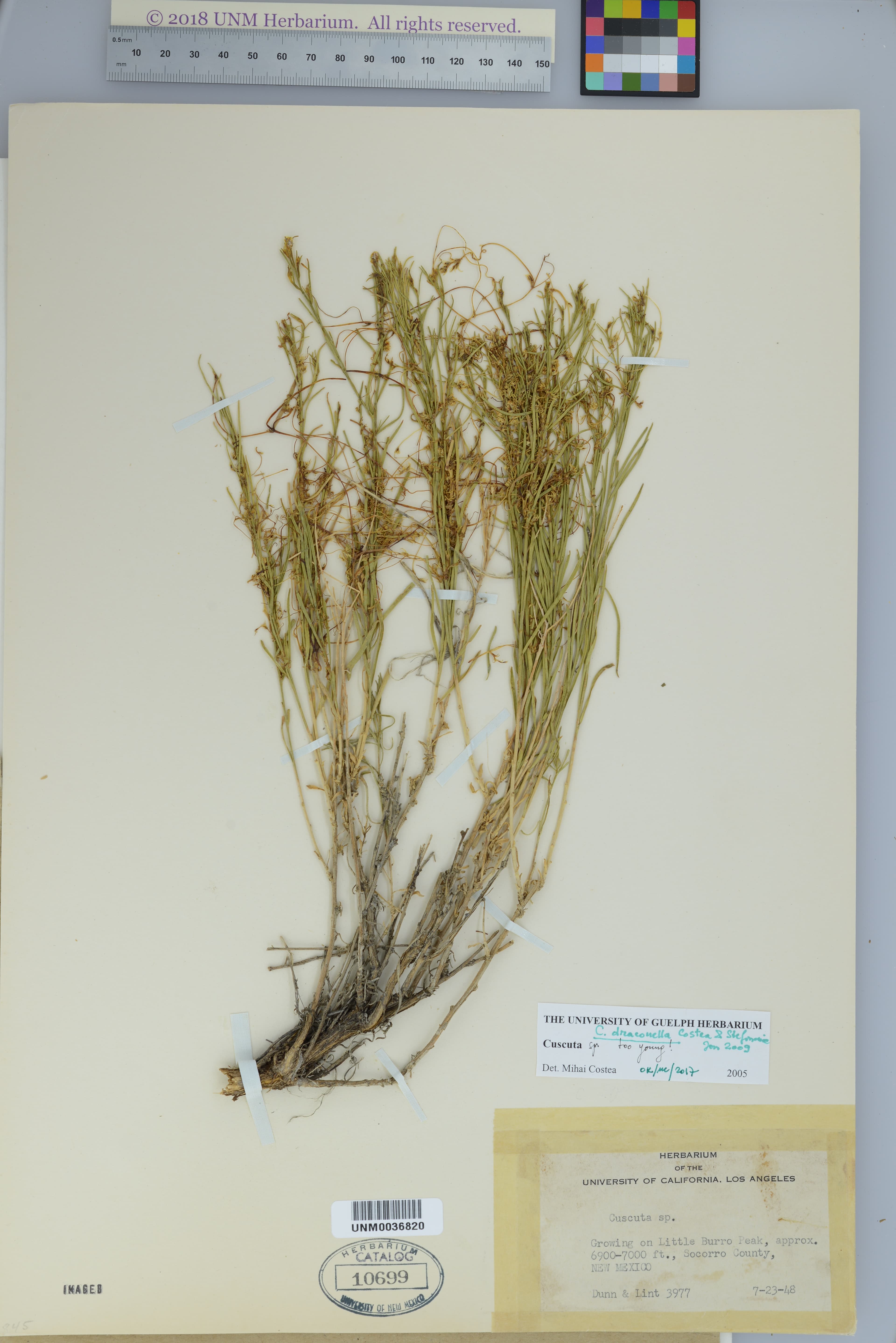 Cuscuta draconella