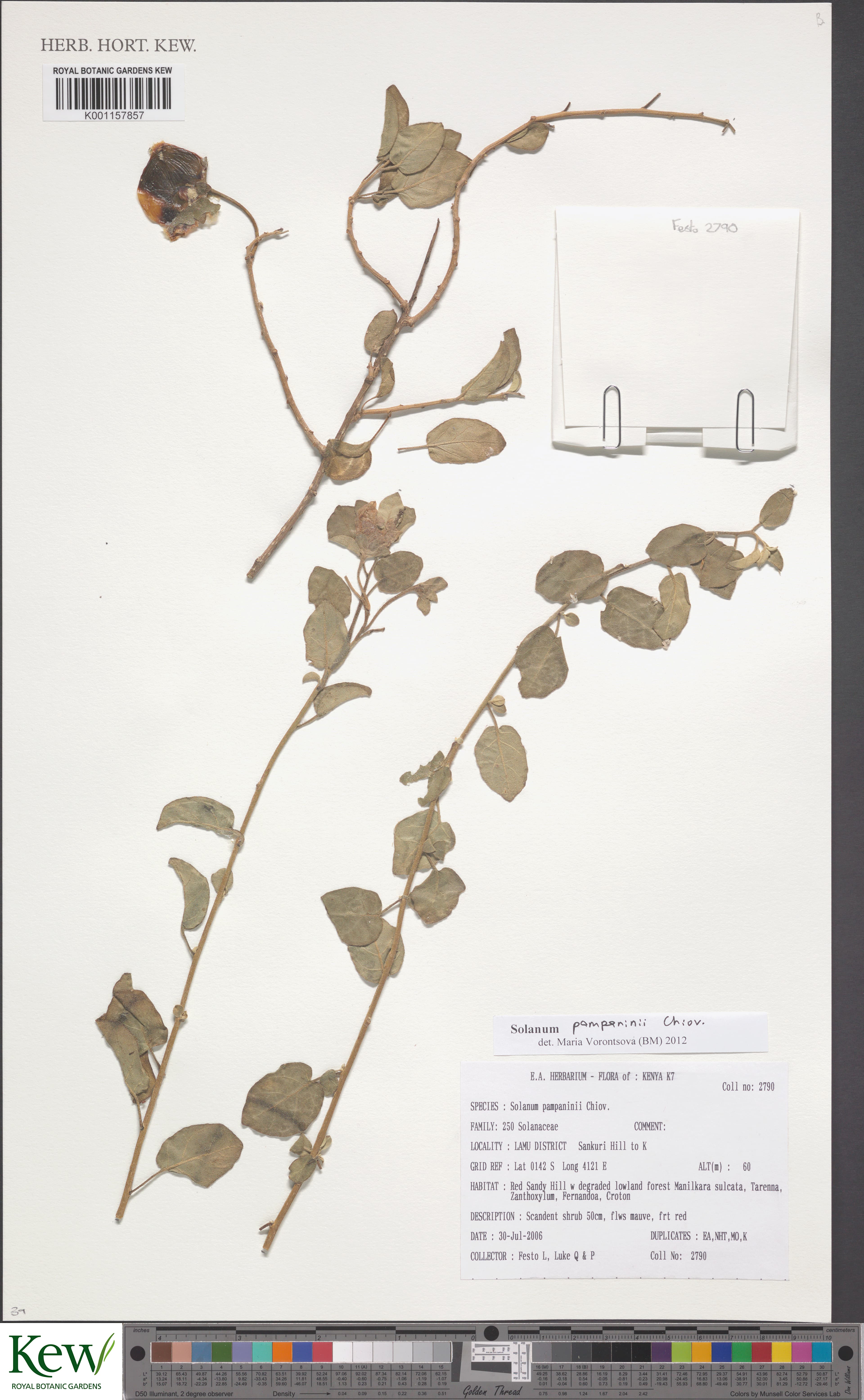 Solanum pampaninii