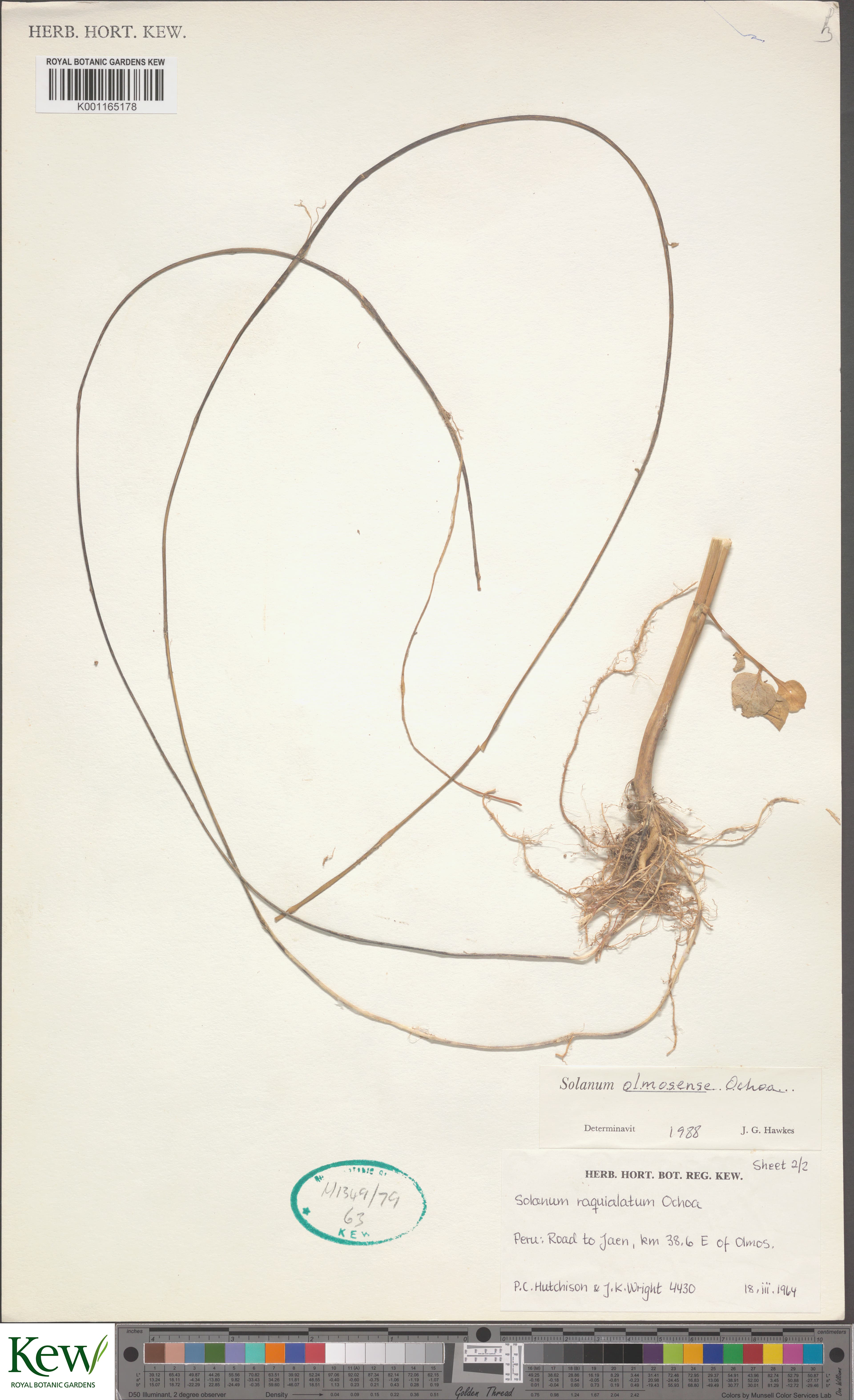 Solanum olmosense