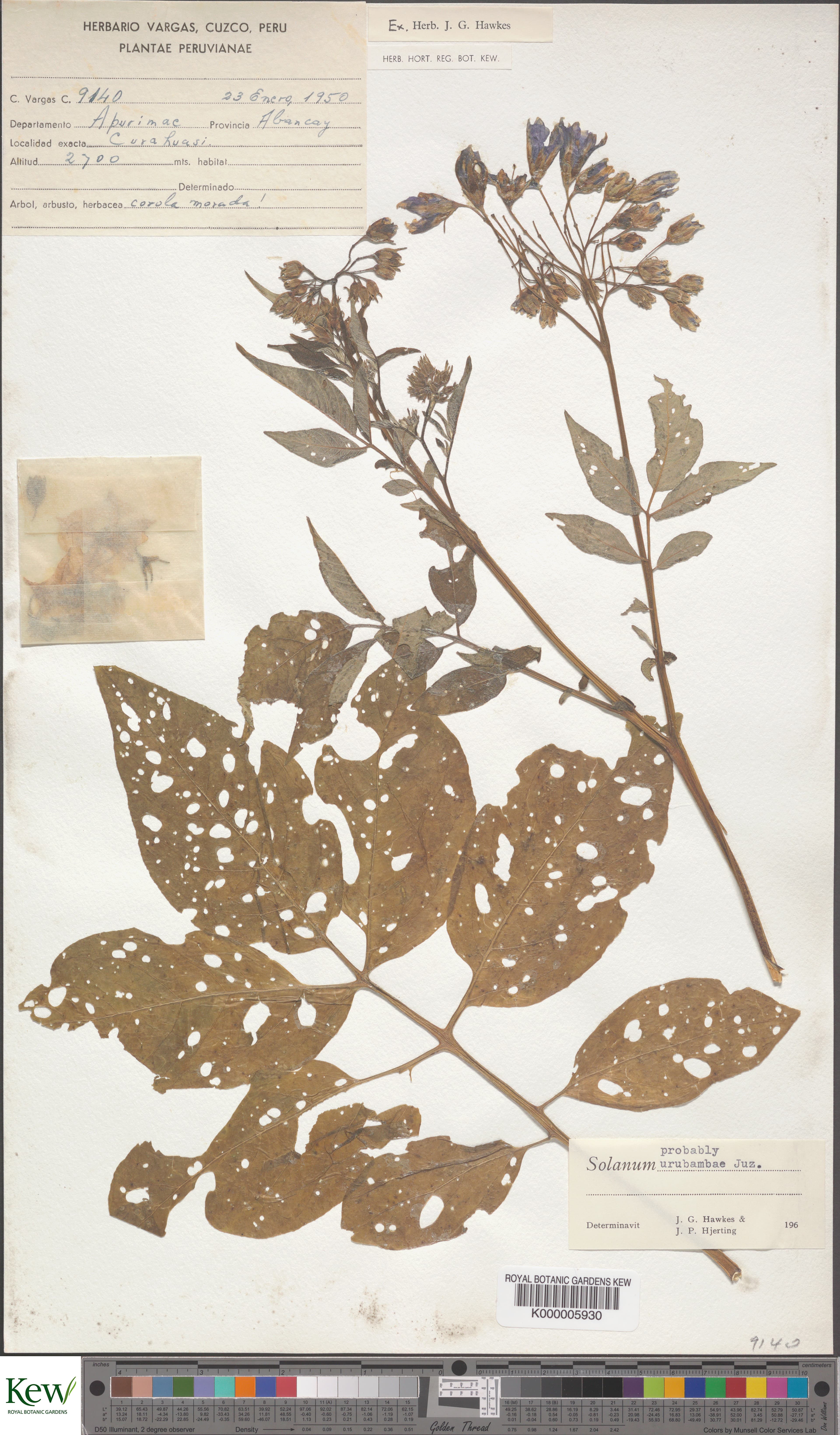 Solanum pillahuatense