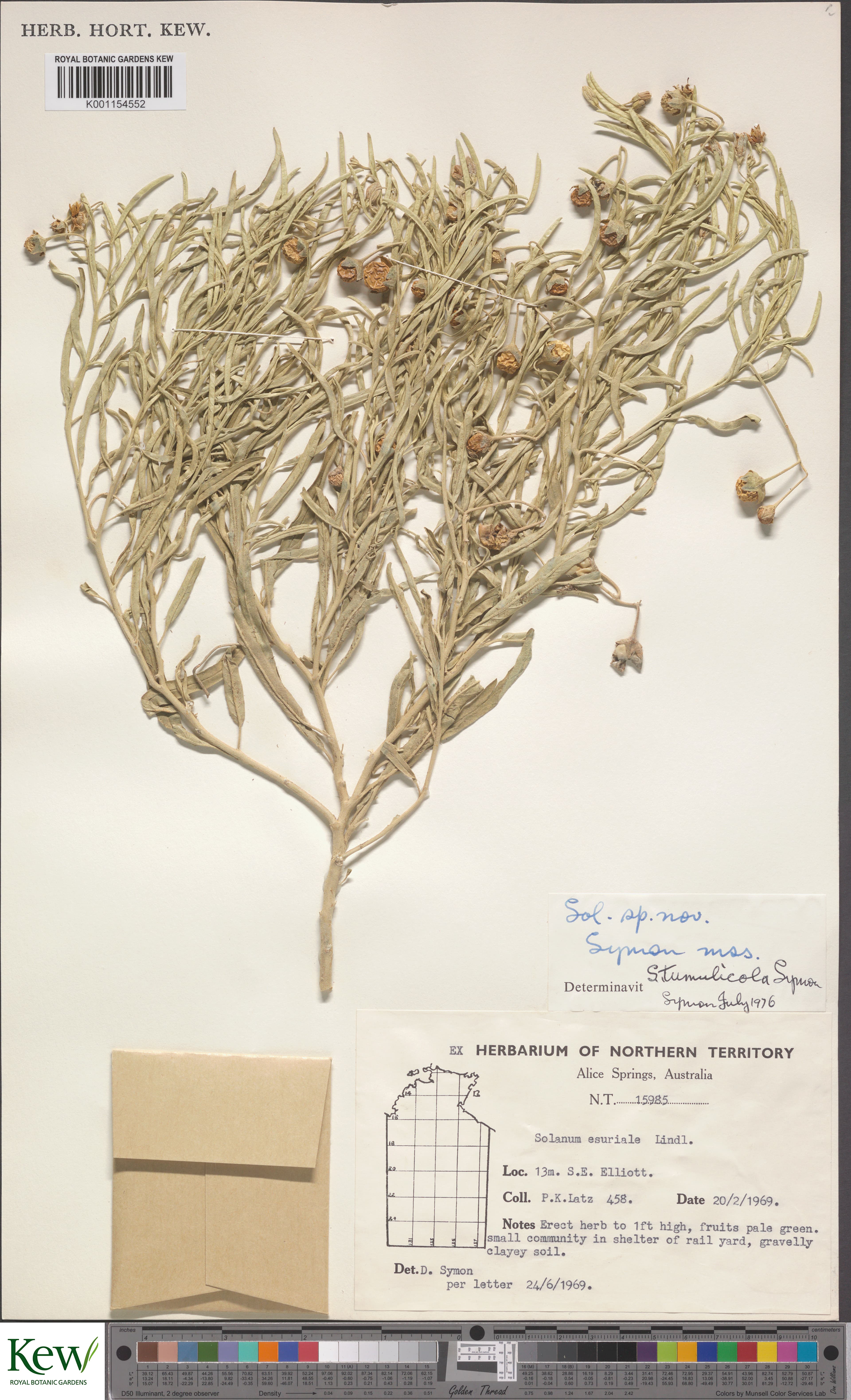 Solanum tumulicola