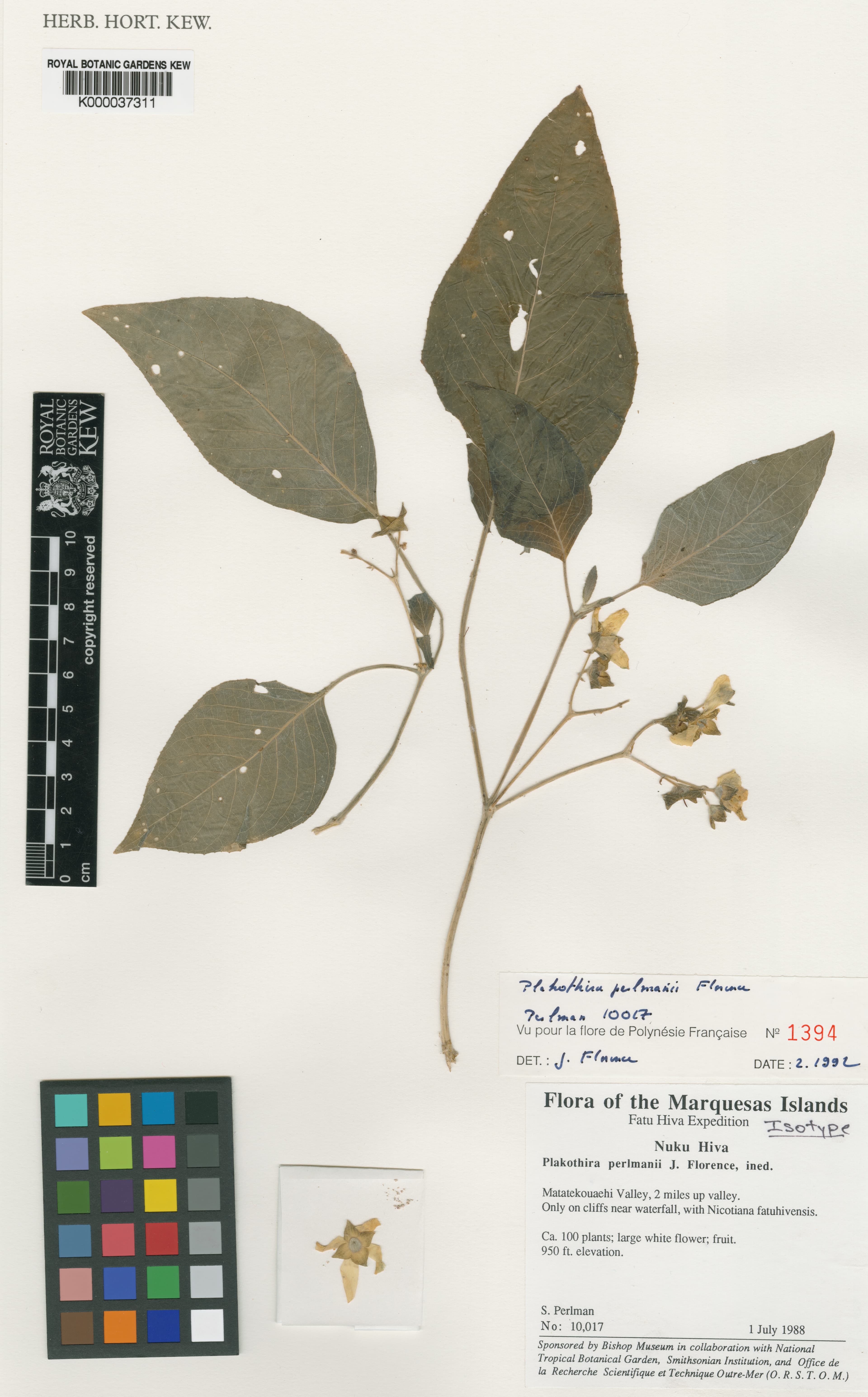 Plakothira perlmanii