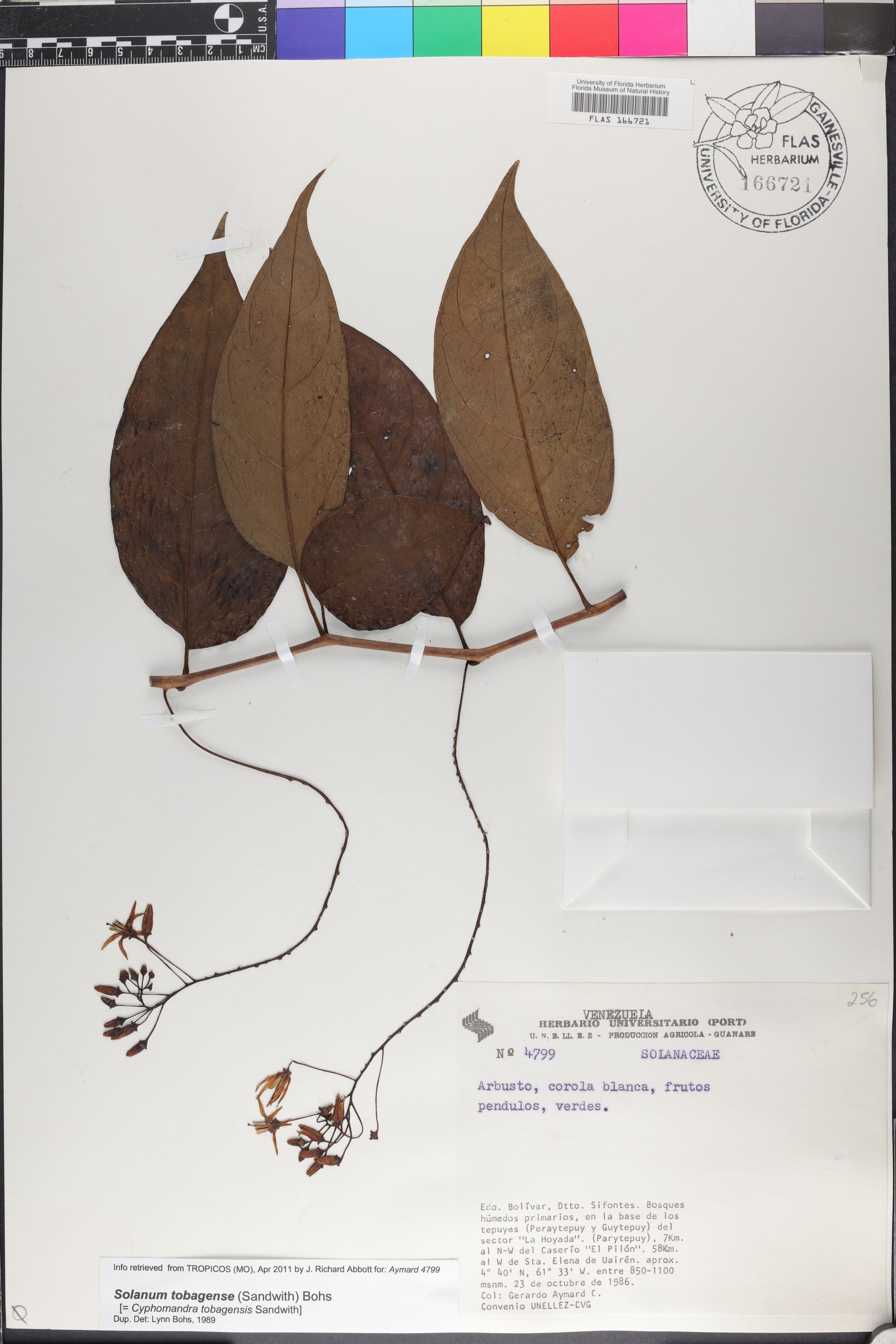 Solanum tobagense