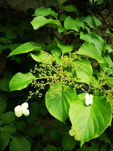 Climbing Hydrangea