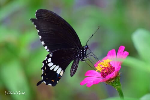 Common Mormon Swallowtail