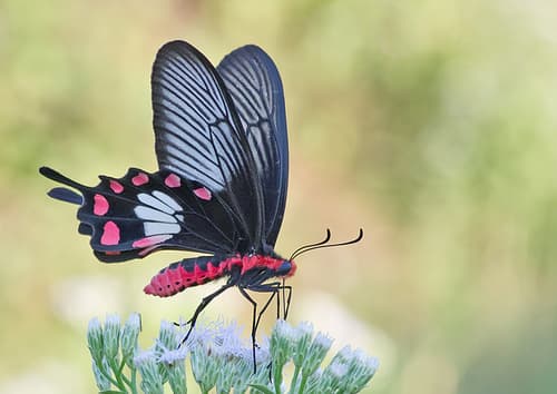 Common Rose Swallowtail