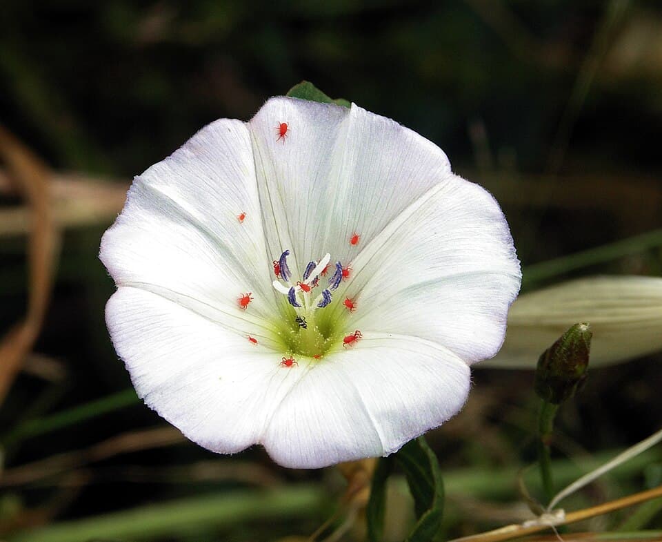 Convolvulus oppositifolius