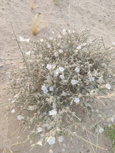 Convolvulus oxyphyllus