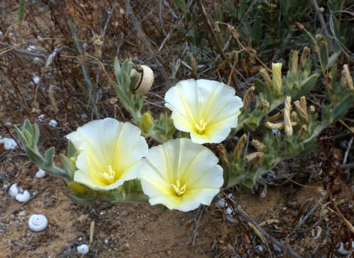 Convolvulus secundus