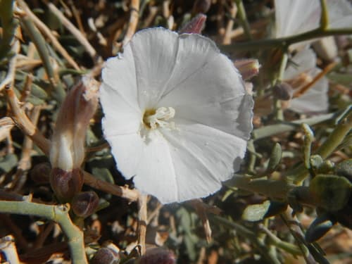 Convolvulus trabutianus