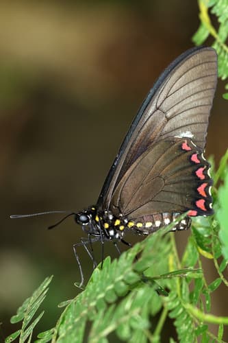 Cramer's Swallowtail