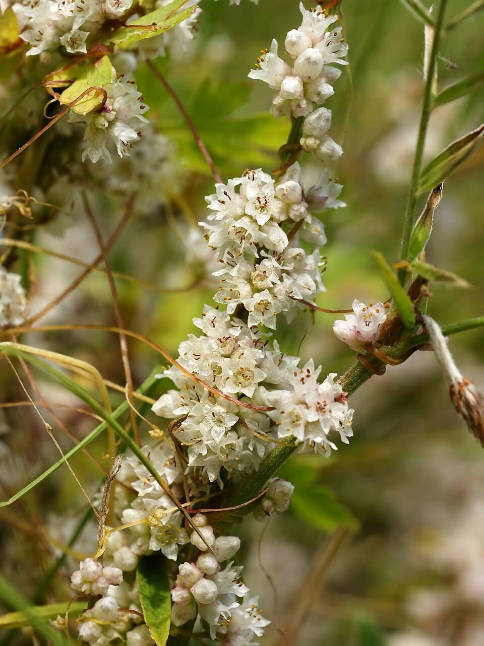 Cuscuta convallariiflora