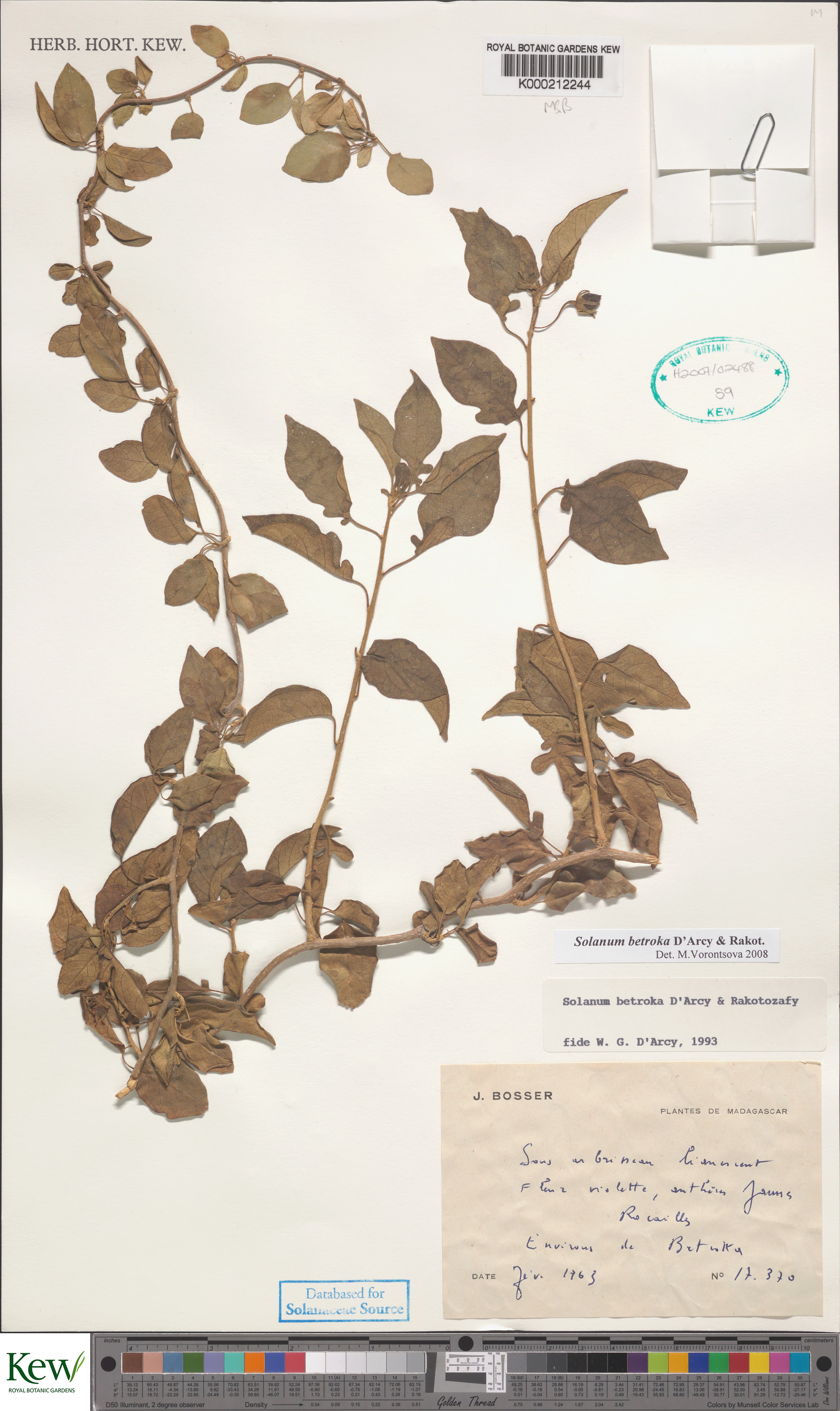 Solanum betroka