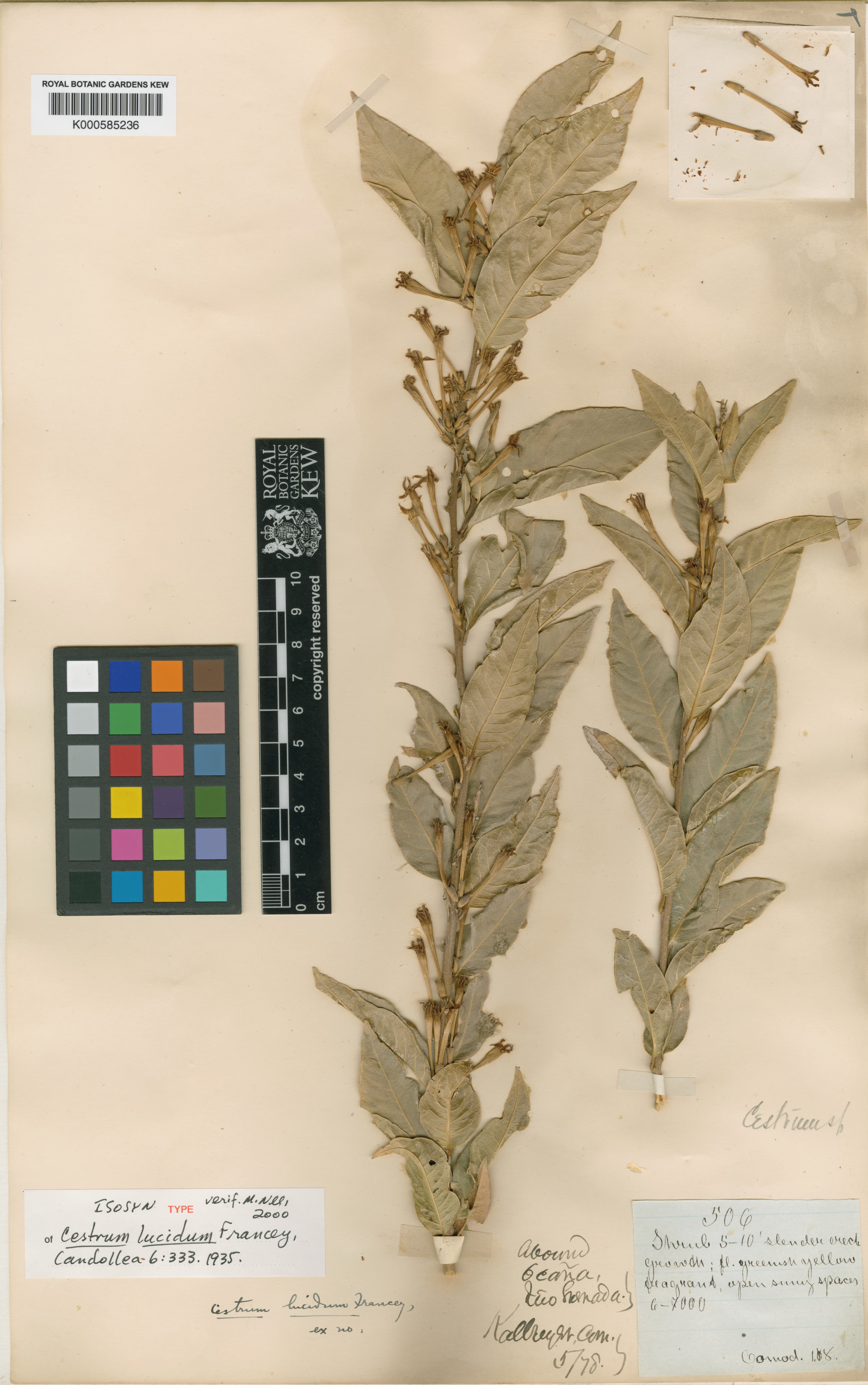 Cestrum lucidum