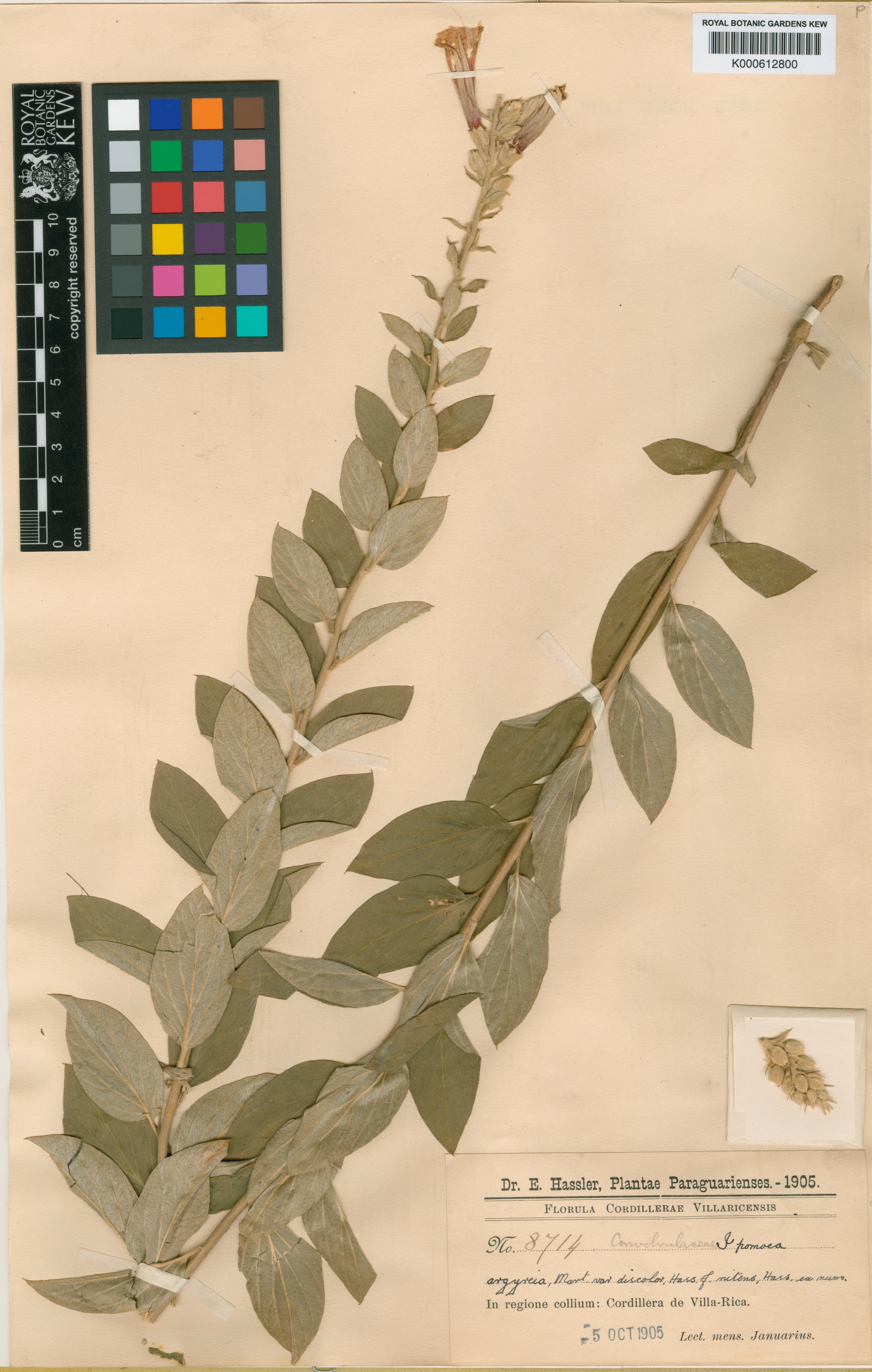 Ipomoea paraguariensis