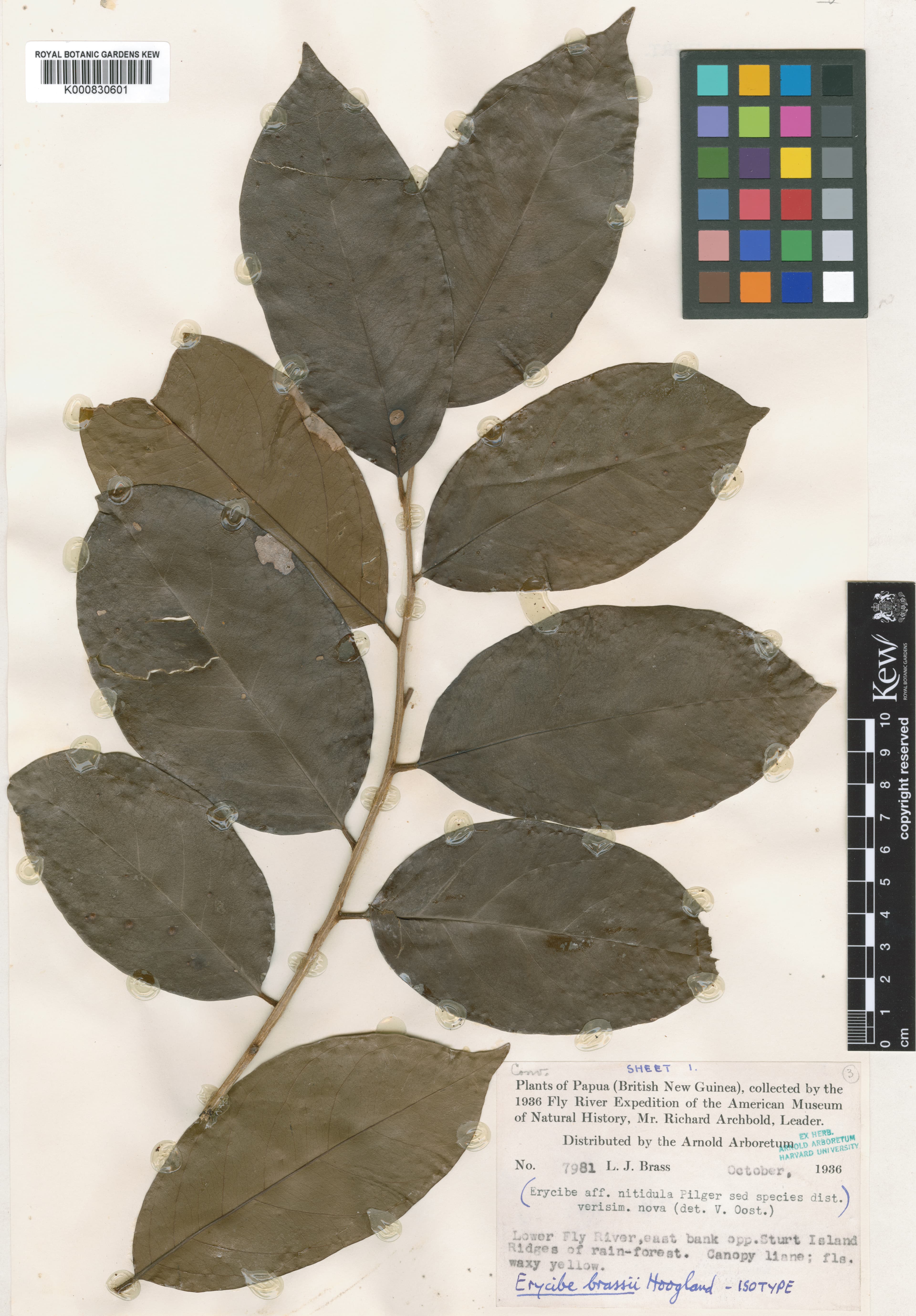 Erycibe brassii