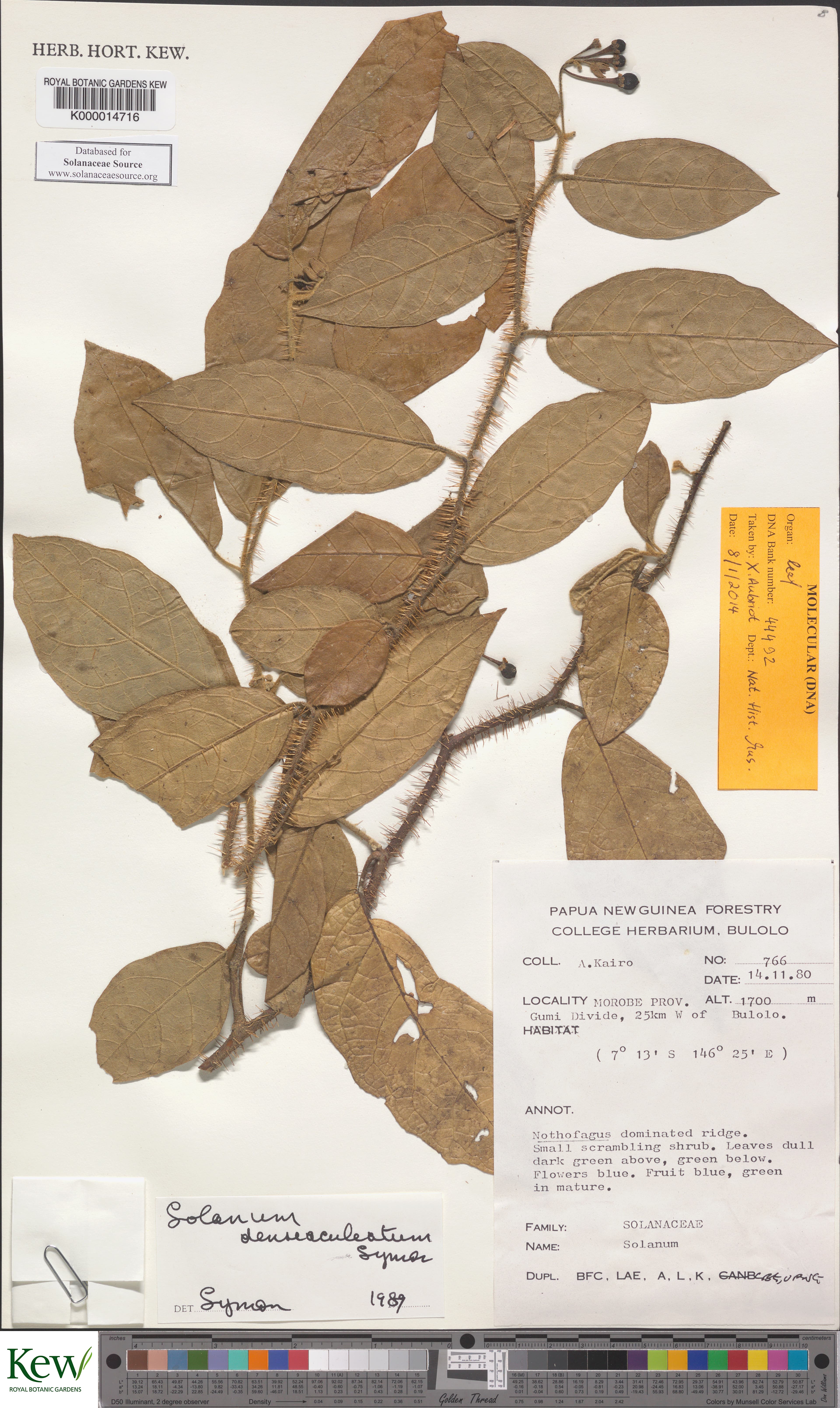 Solanum denseaculeatum