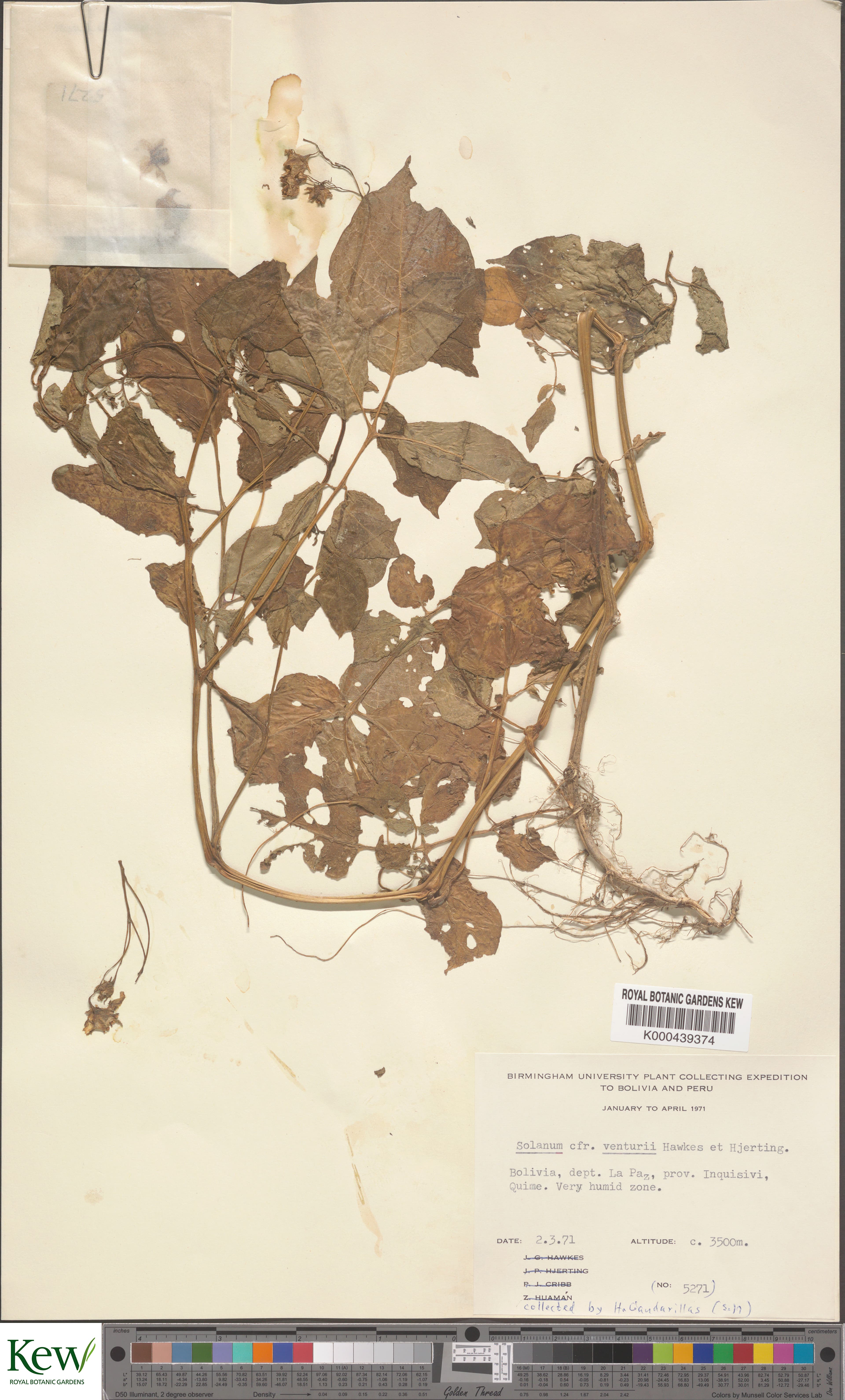 Solanum venturii