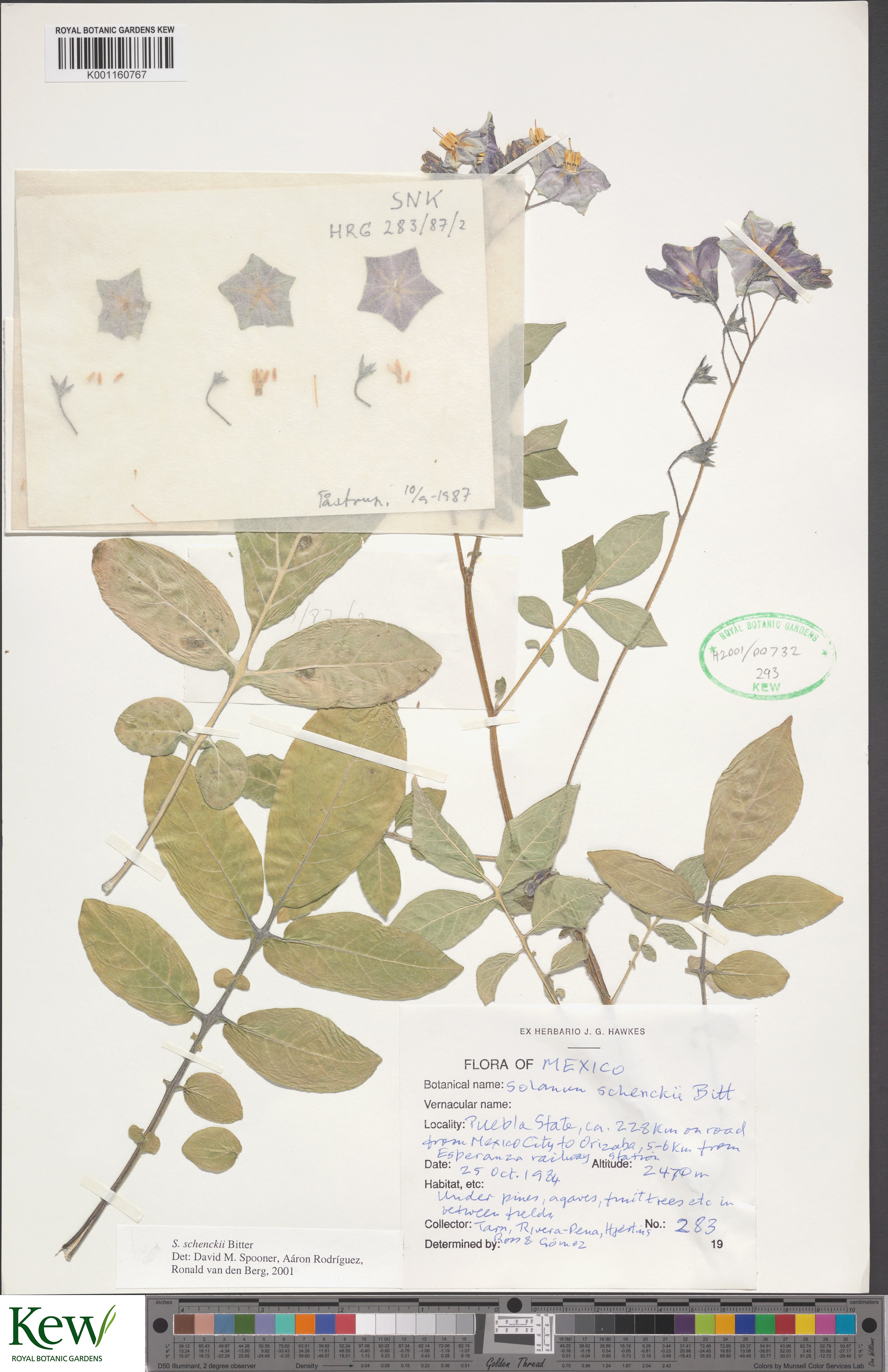 Solanum schenckii