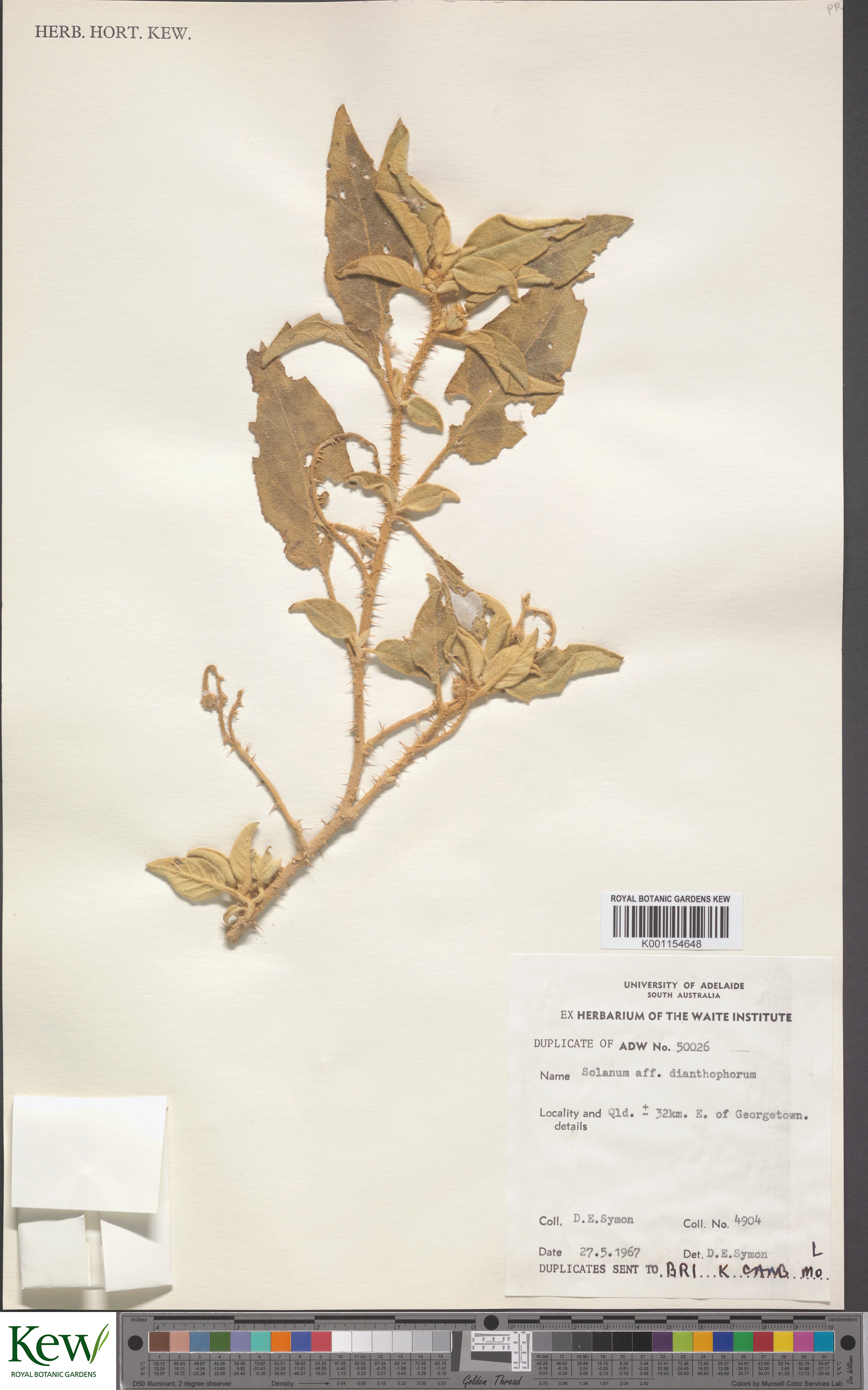 Solanum dianthophorum
