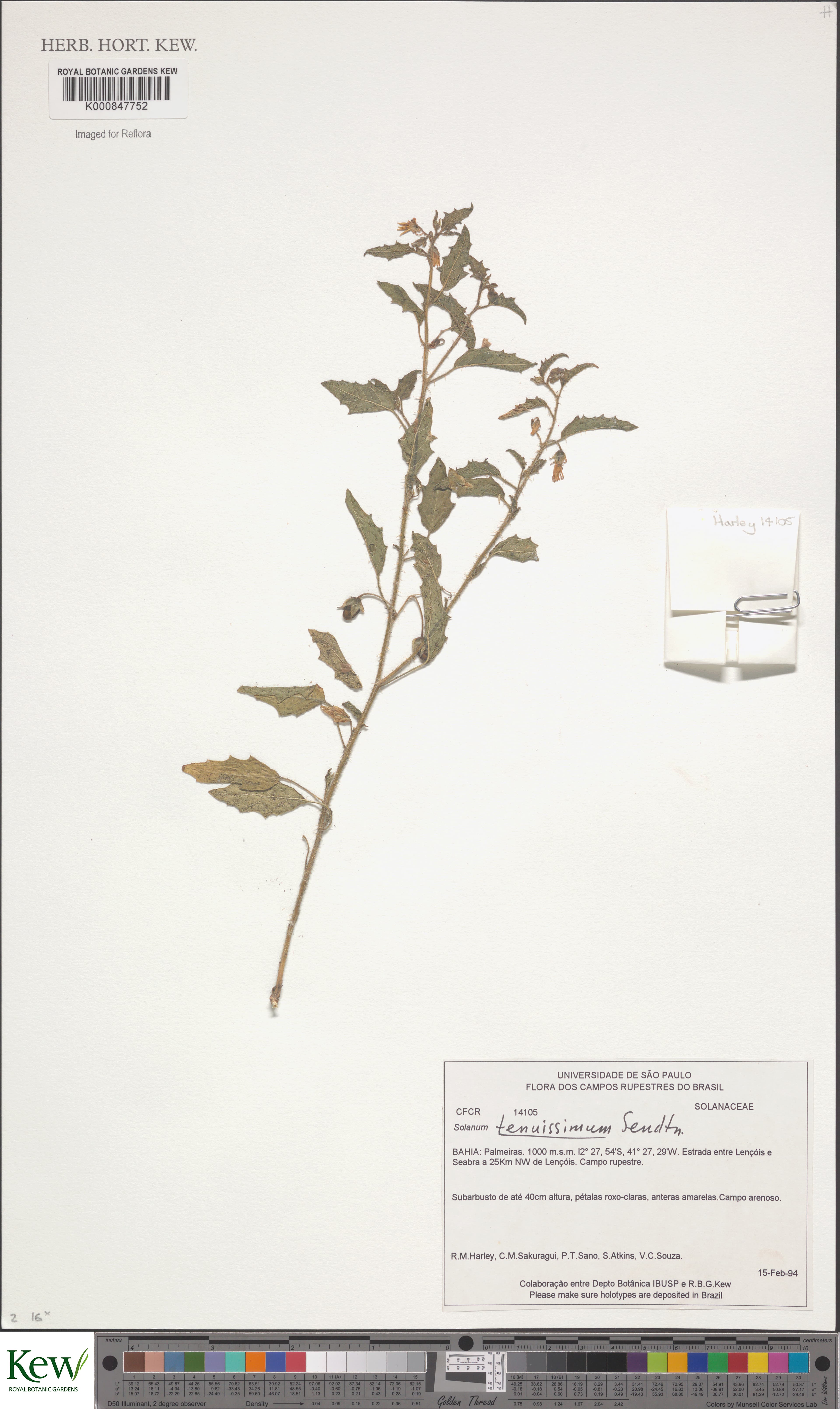 Solanum tenuissimum