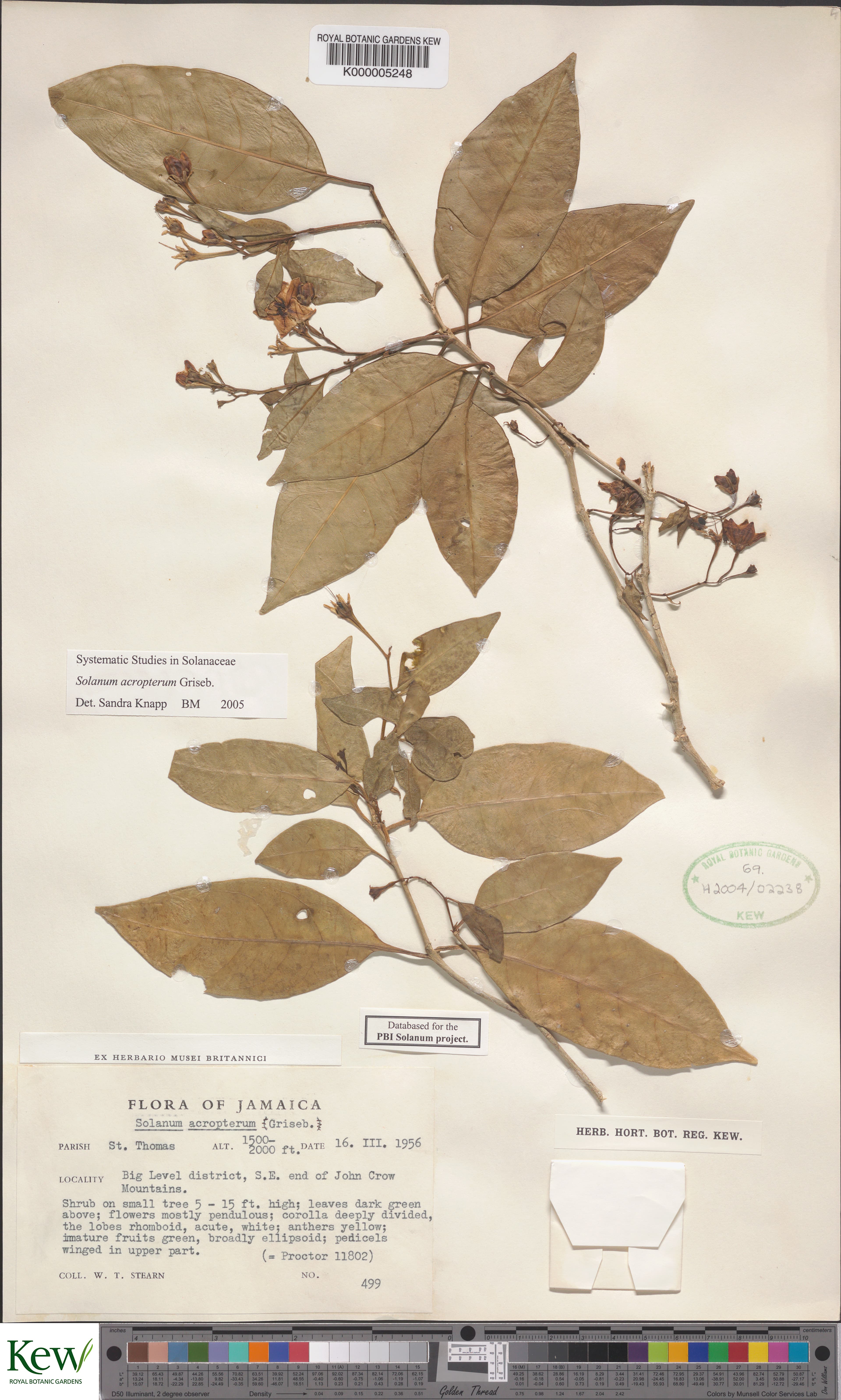 Solanum acropterum