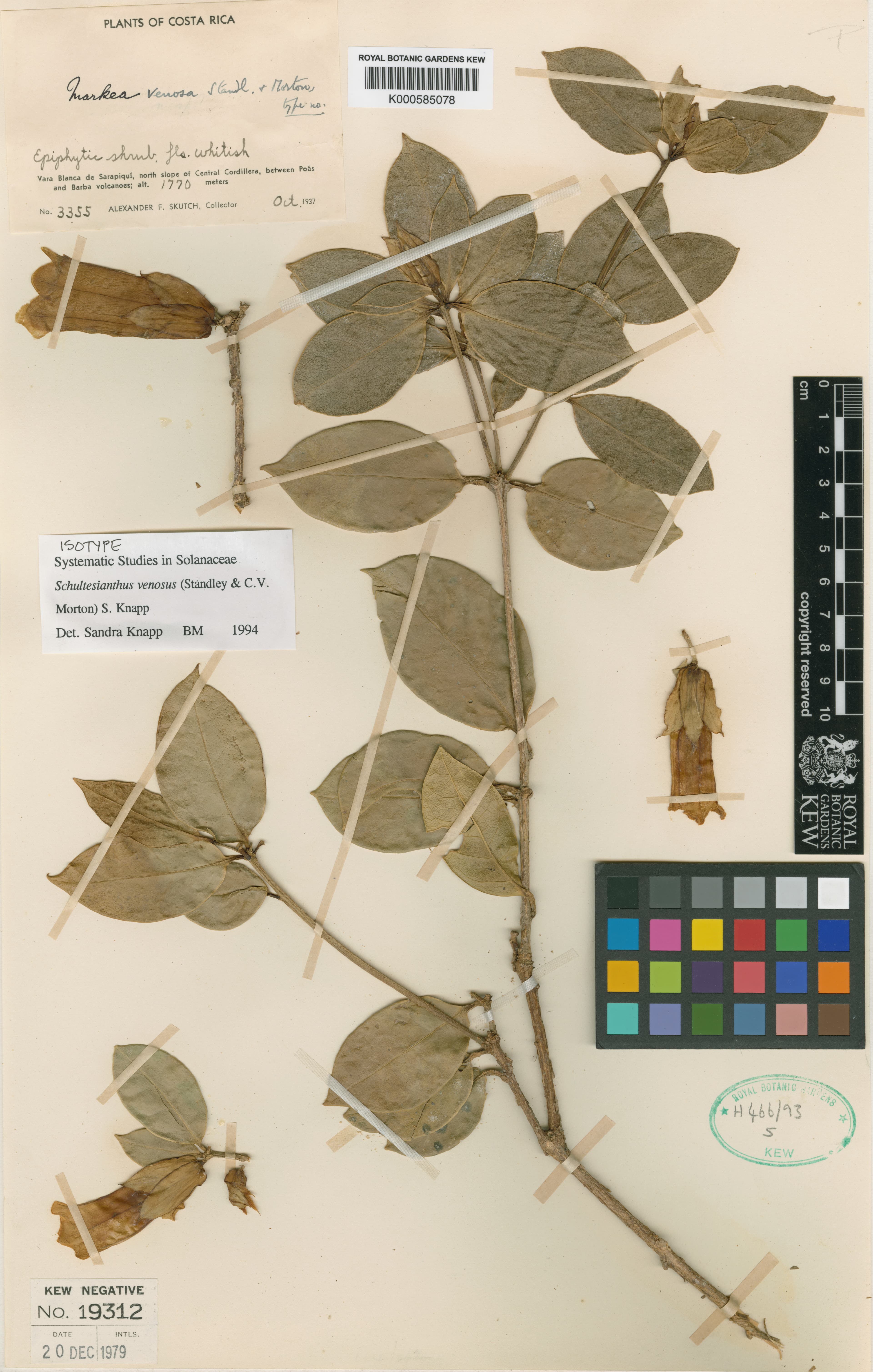 Schultesianthus venosus