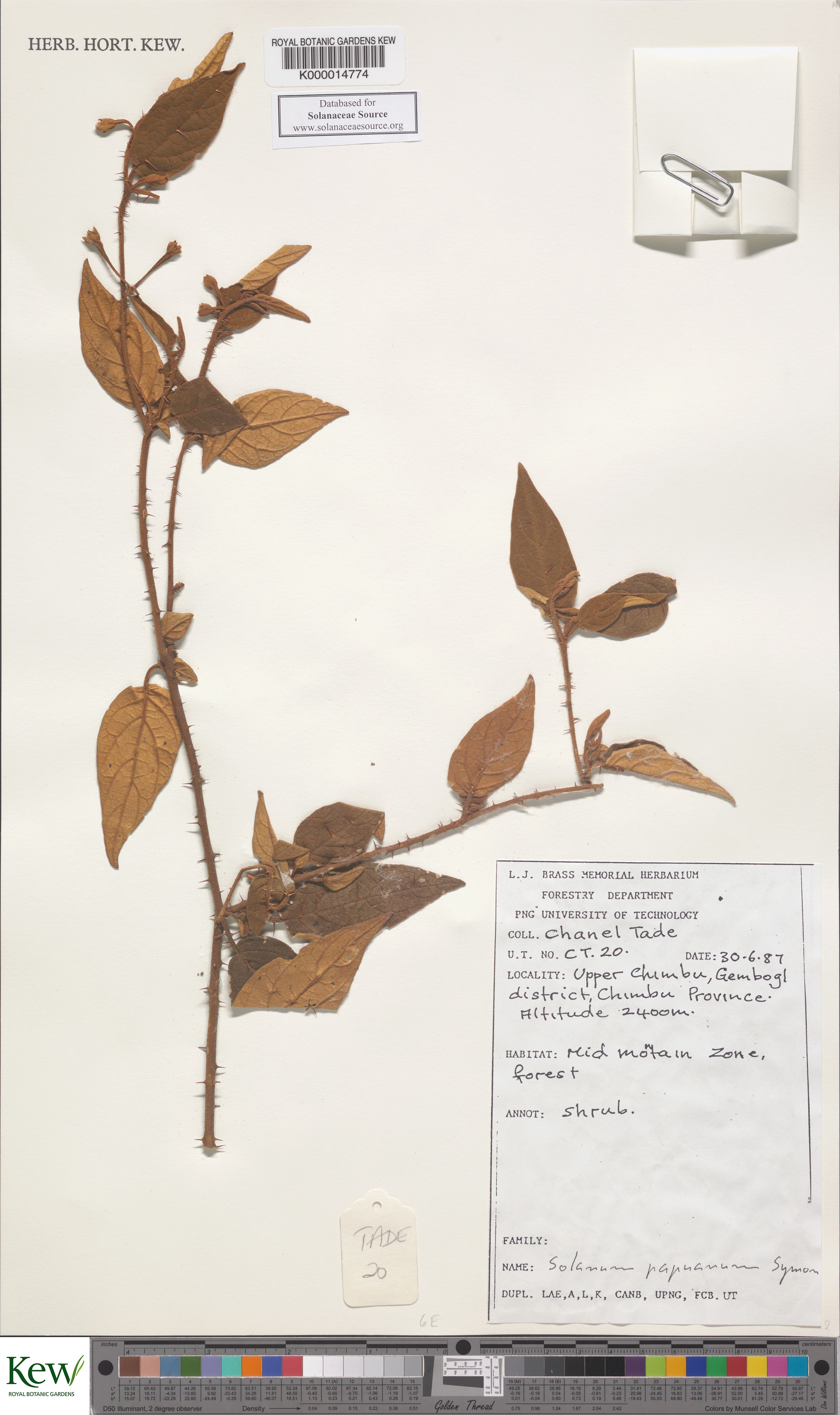 Solanum papuanum