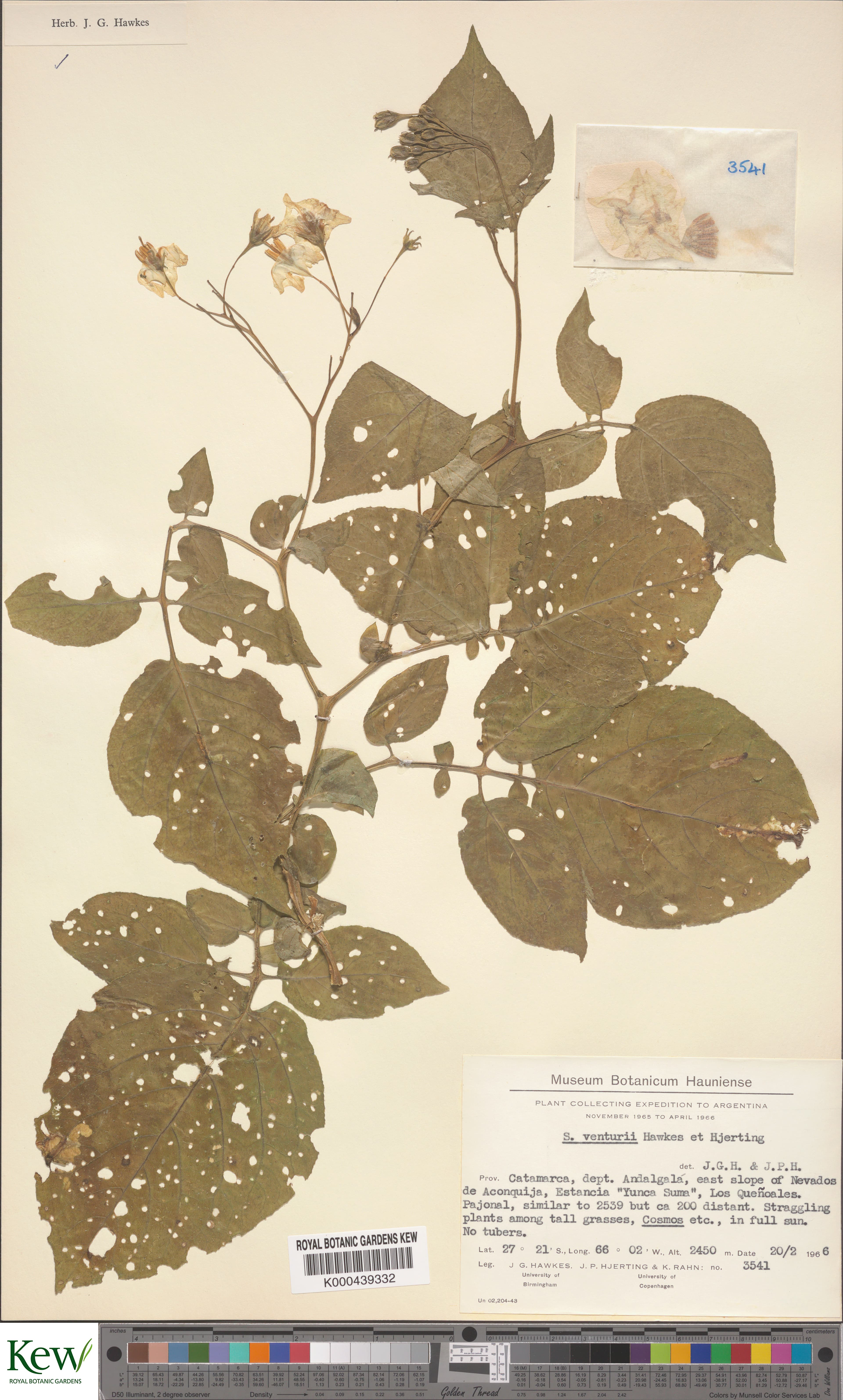 Solanum venturii