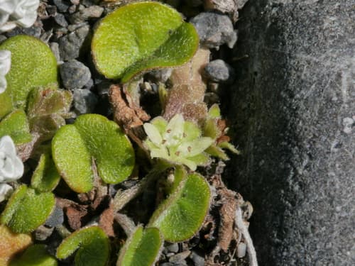 Dichondra brevifolia