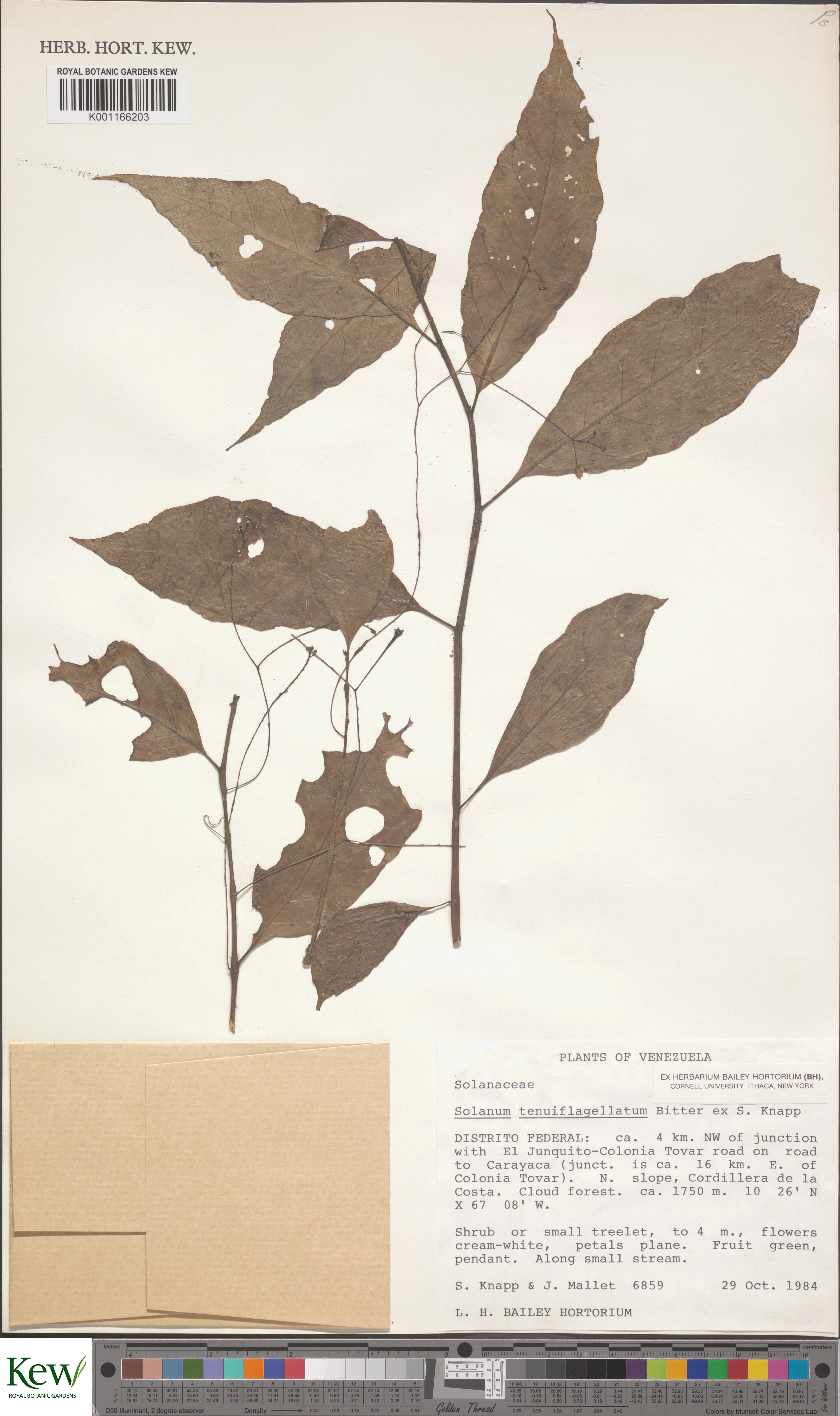 Solanum tenuiflagellatum