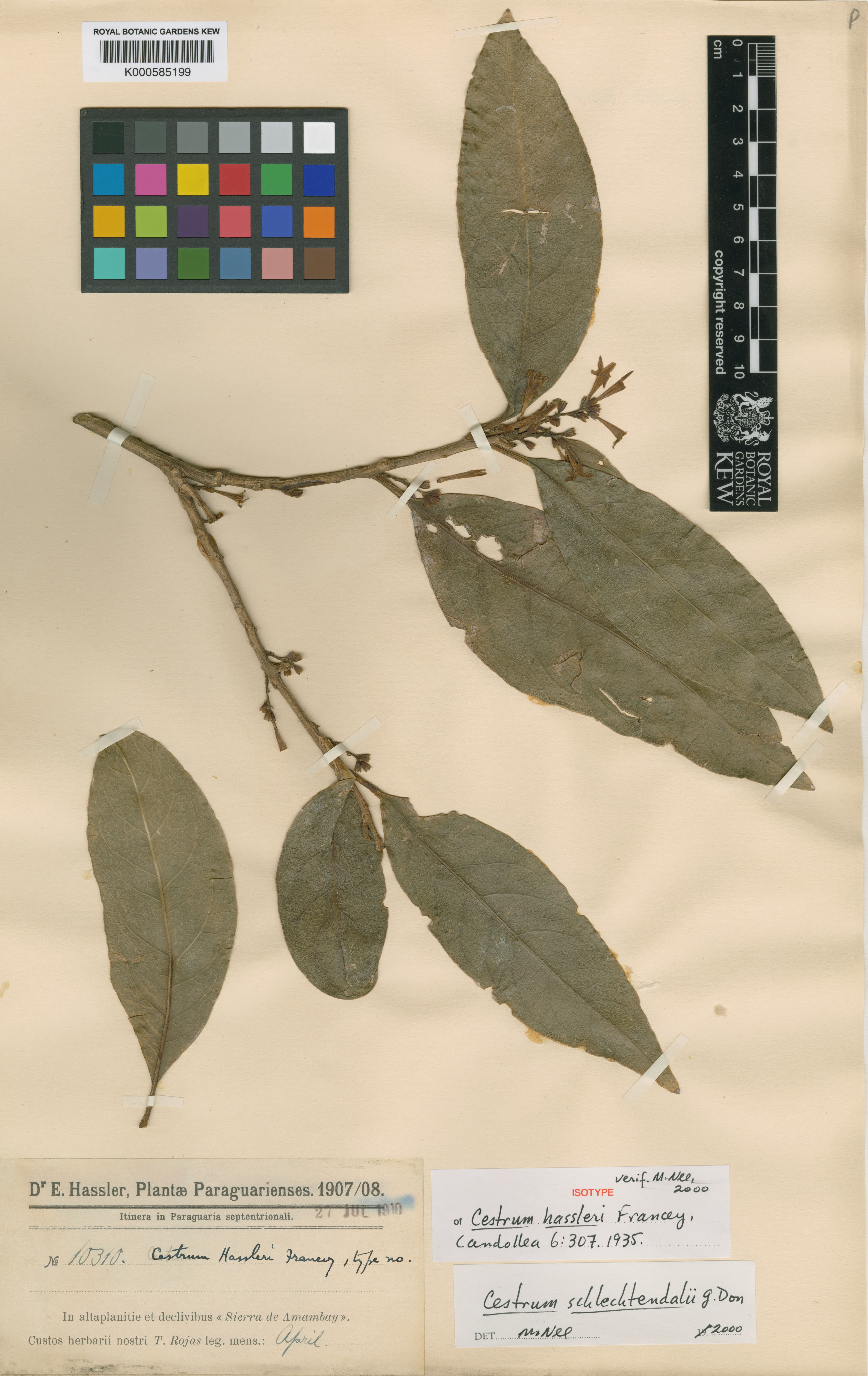 Cestrum hassleri