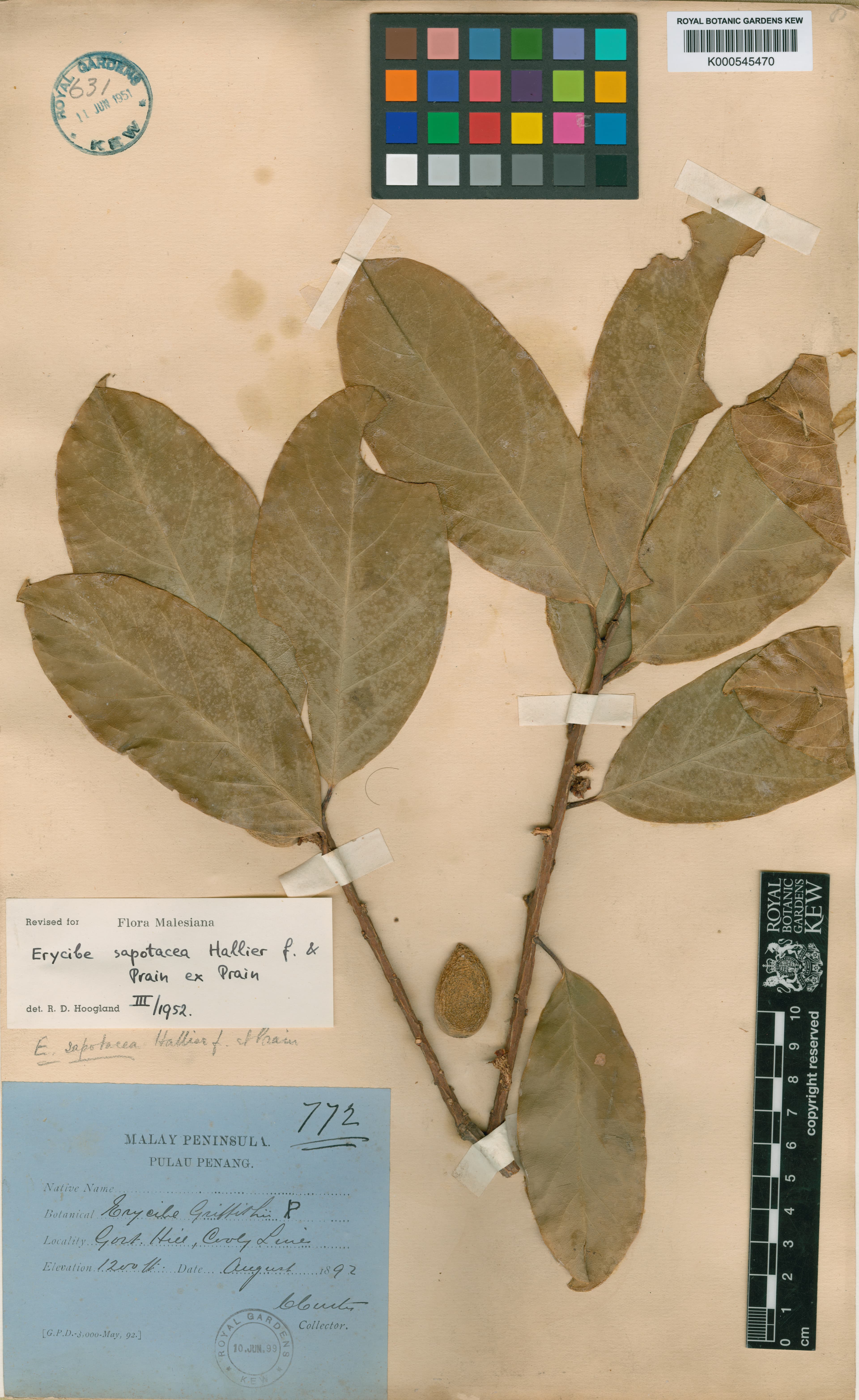 Erycibe sapotacea