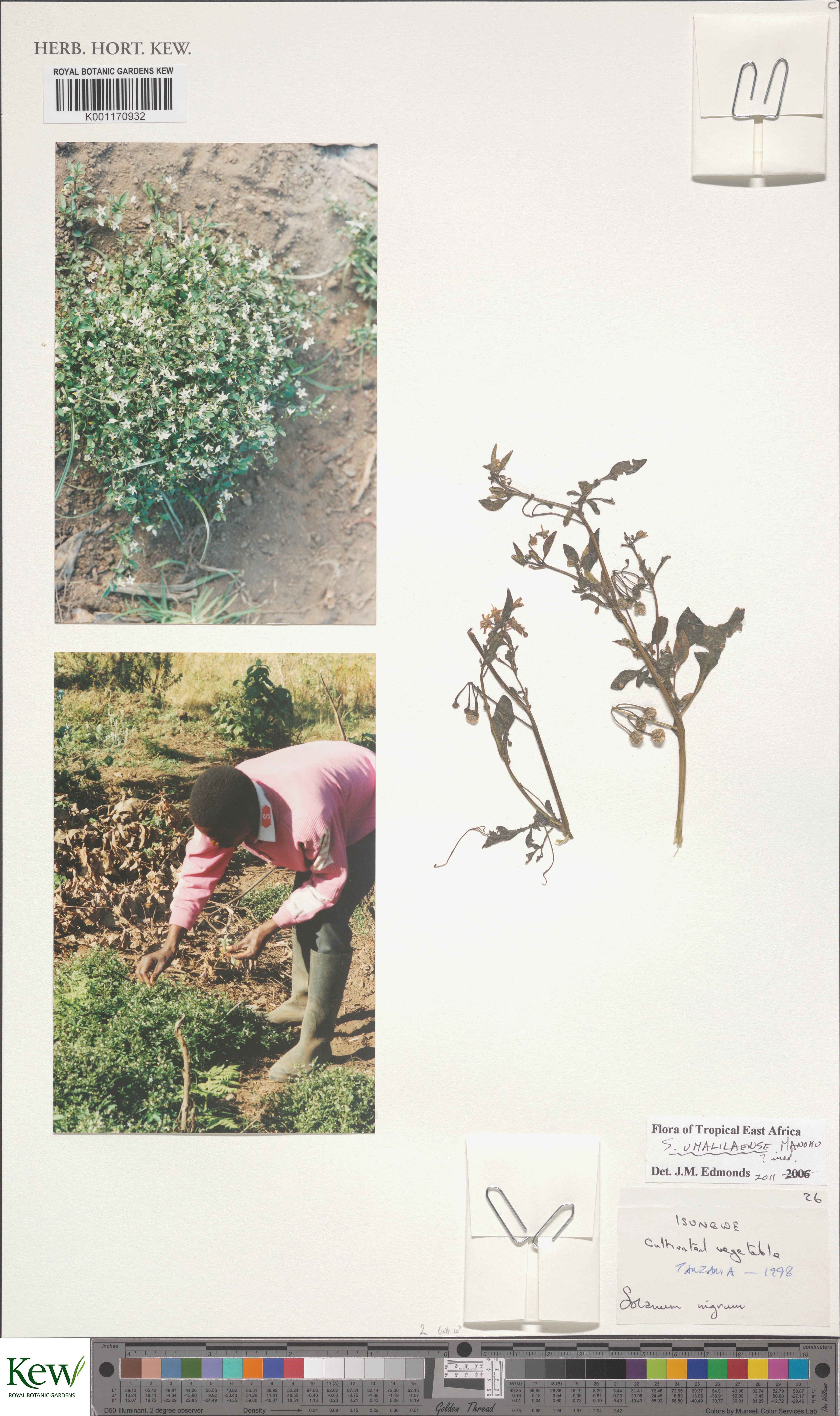 Solanum umalilaense Manoko