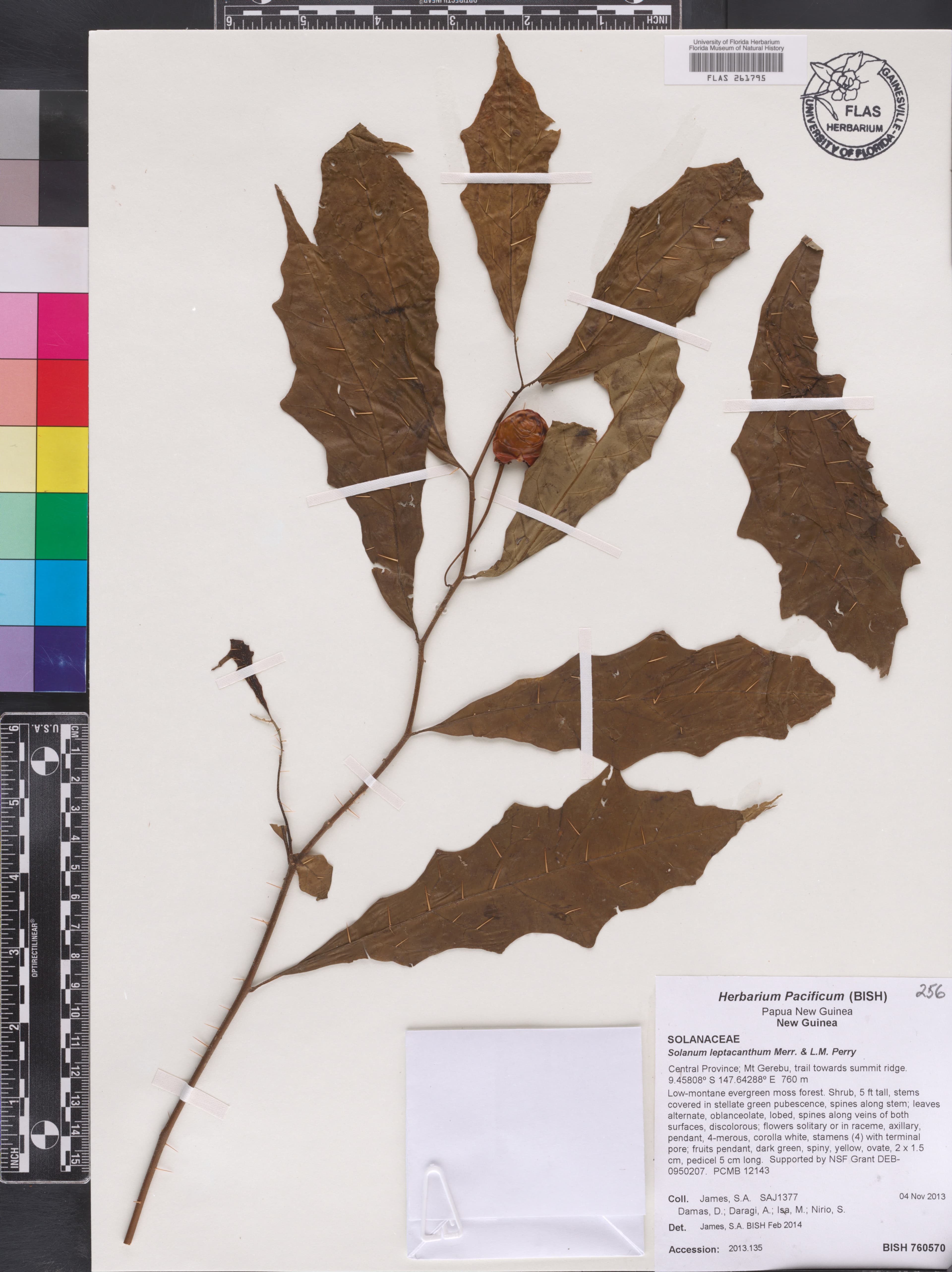 Solanum leptacanthum