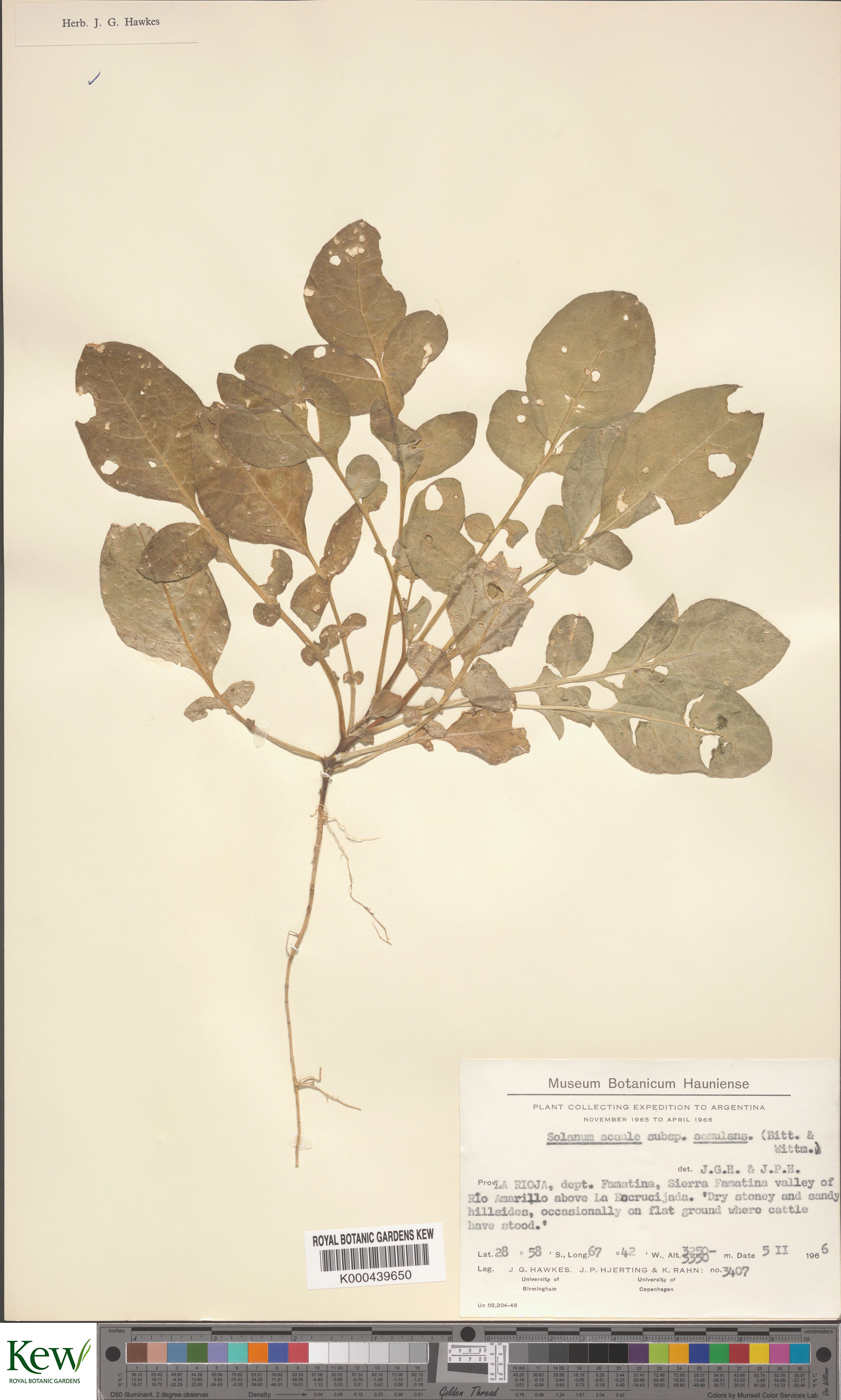 Solanum aemulans
