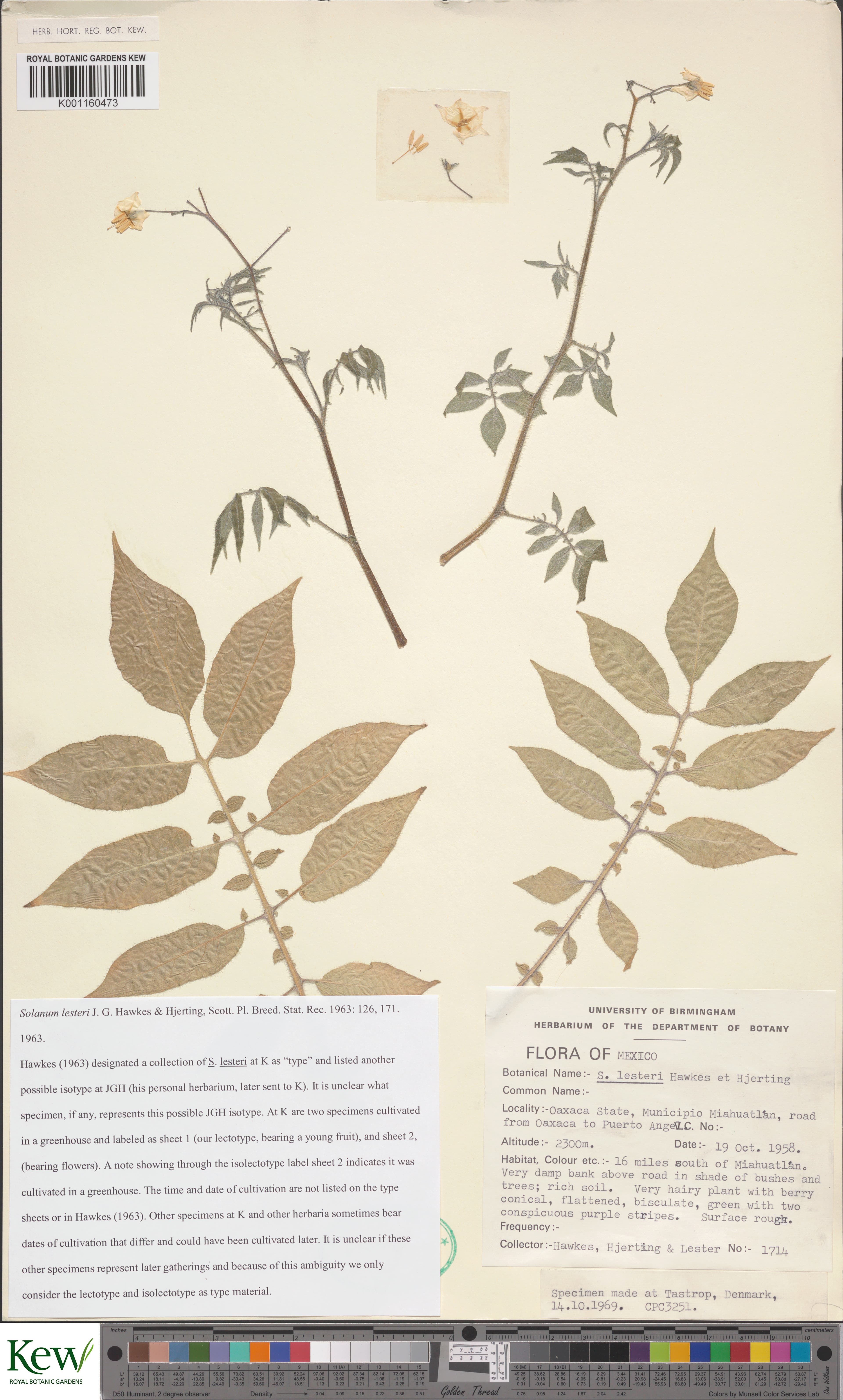 Solanum lesteri