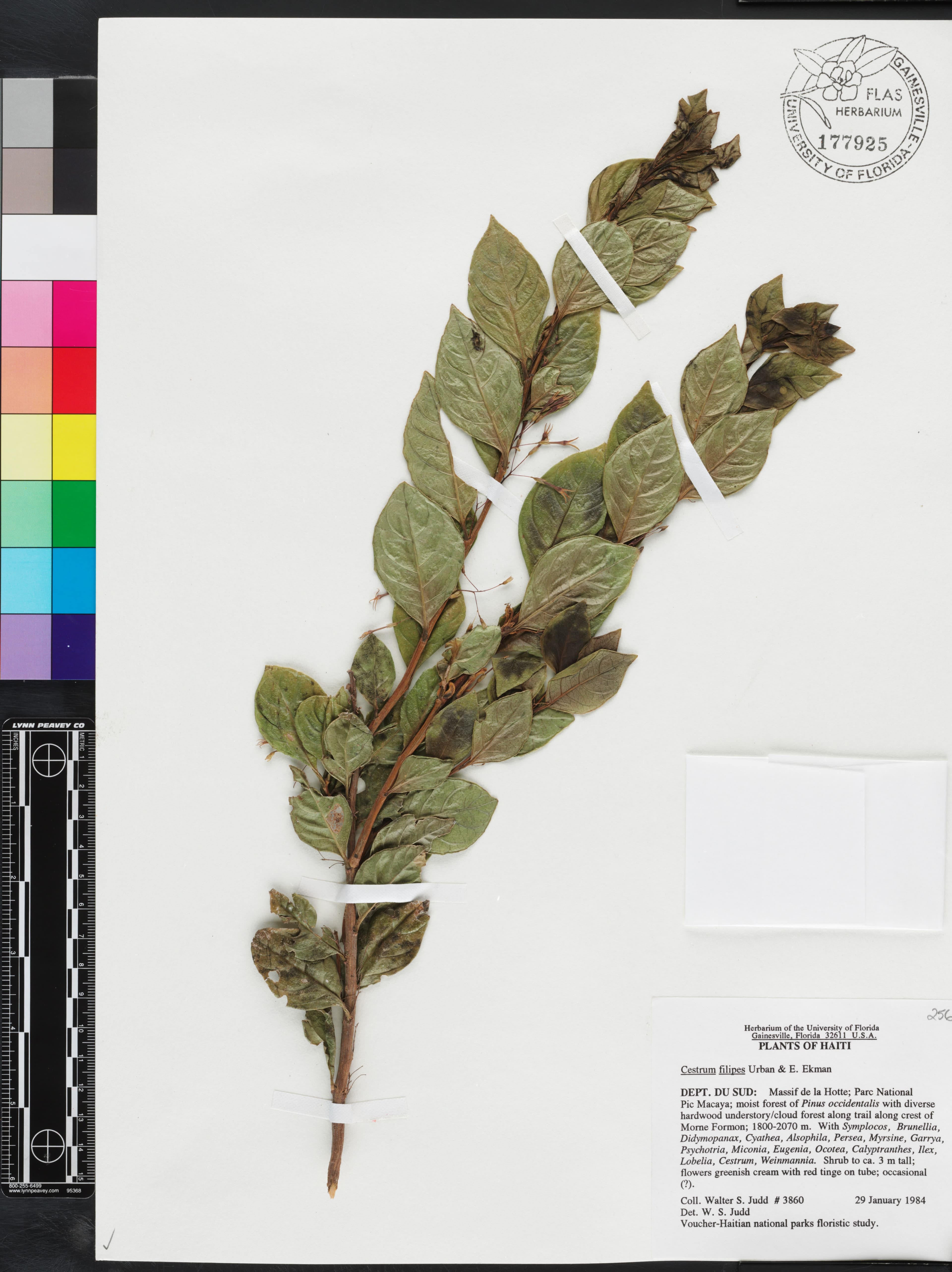 Cestrum filipes