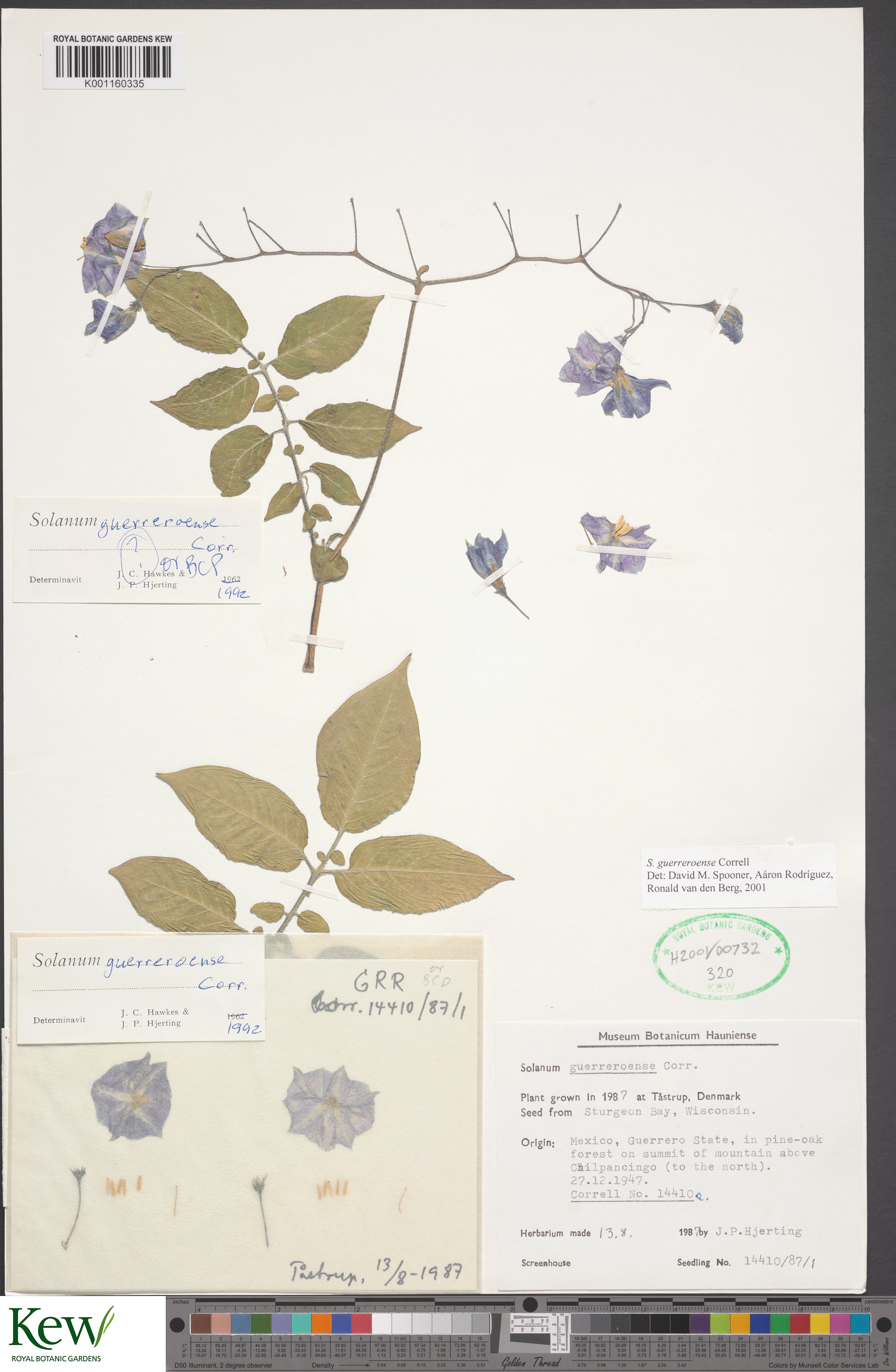 Solanum guerreroense