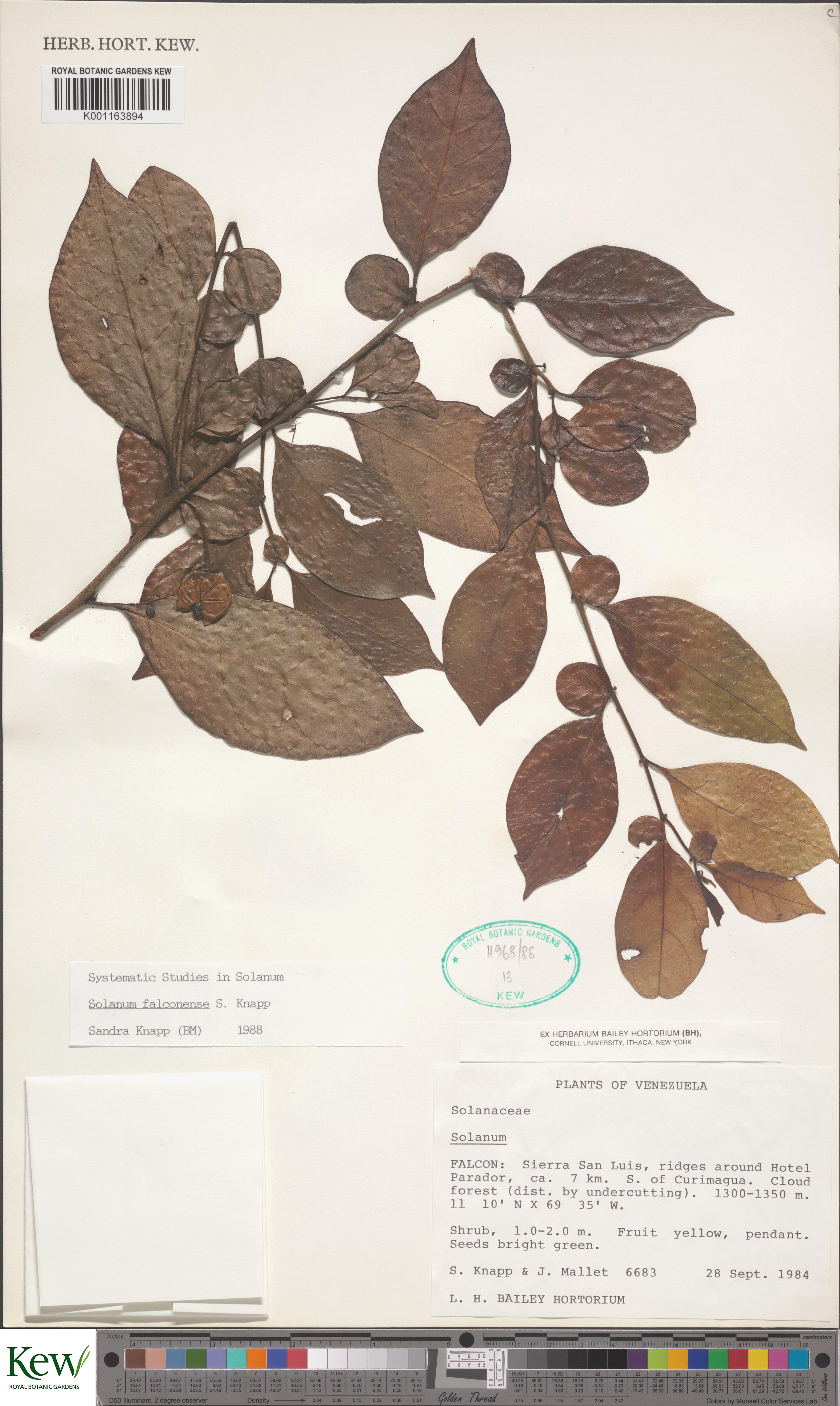 Solanum falconense