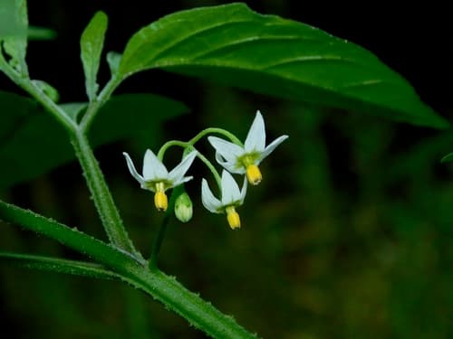 Eastern Black Nightshade