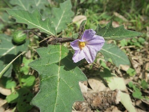 Eastern Nightshade