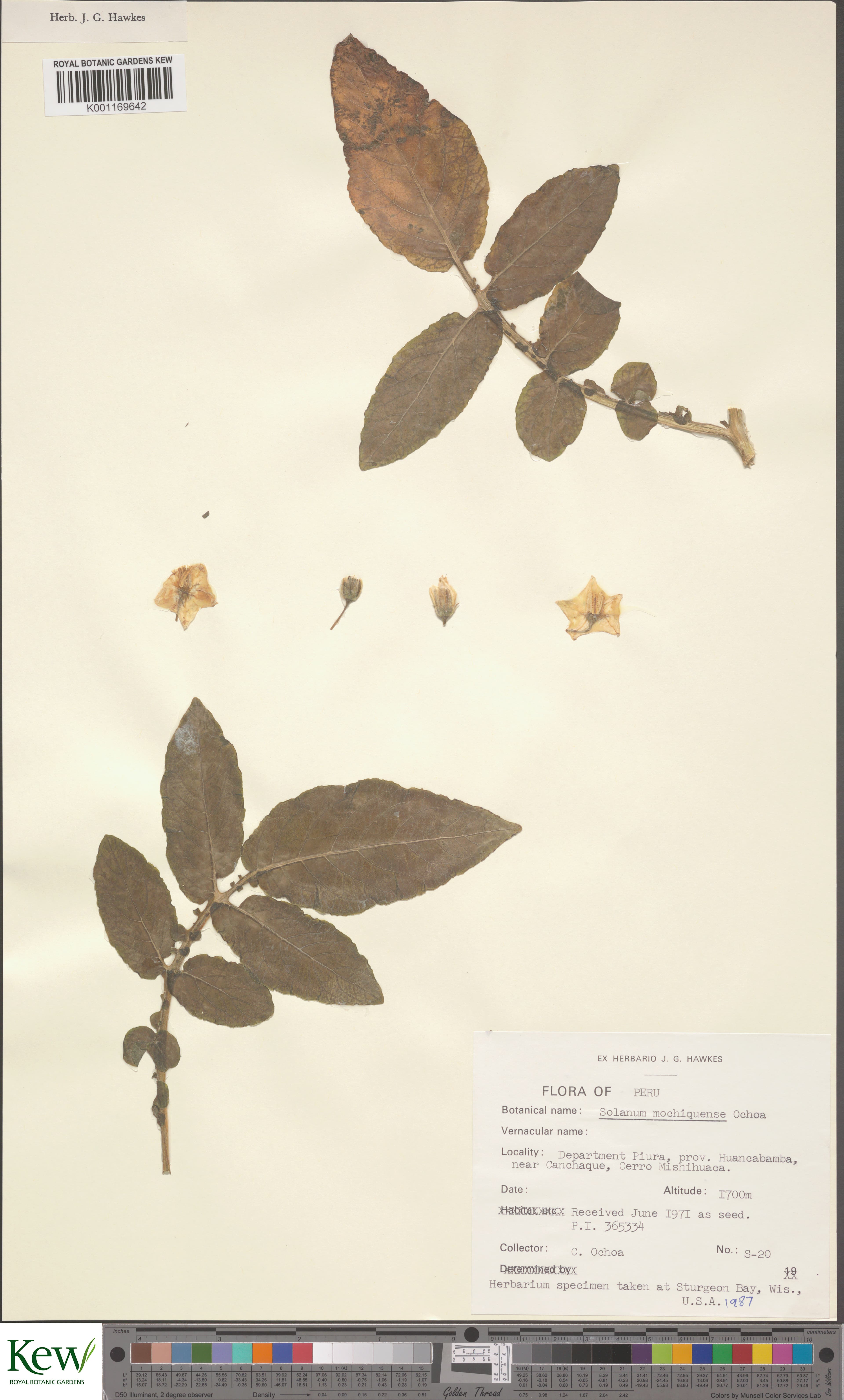 Solanum mochiquense