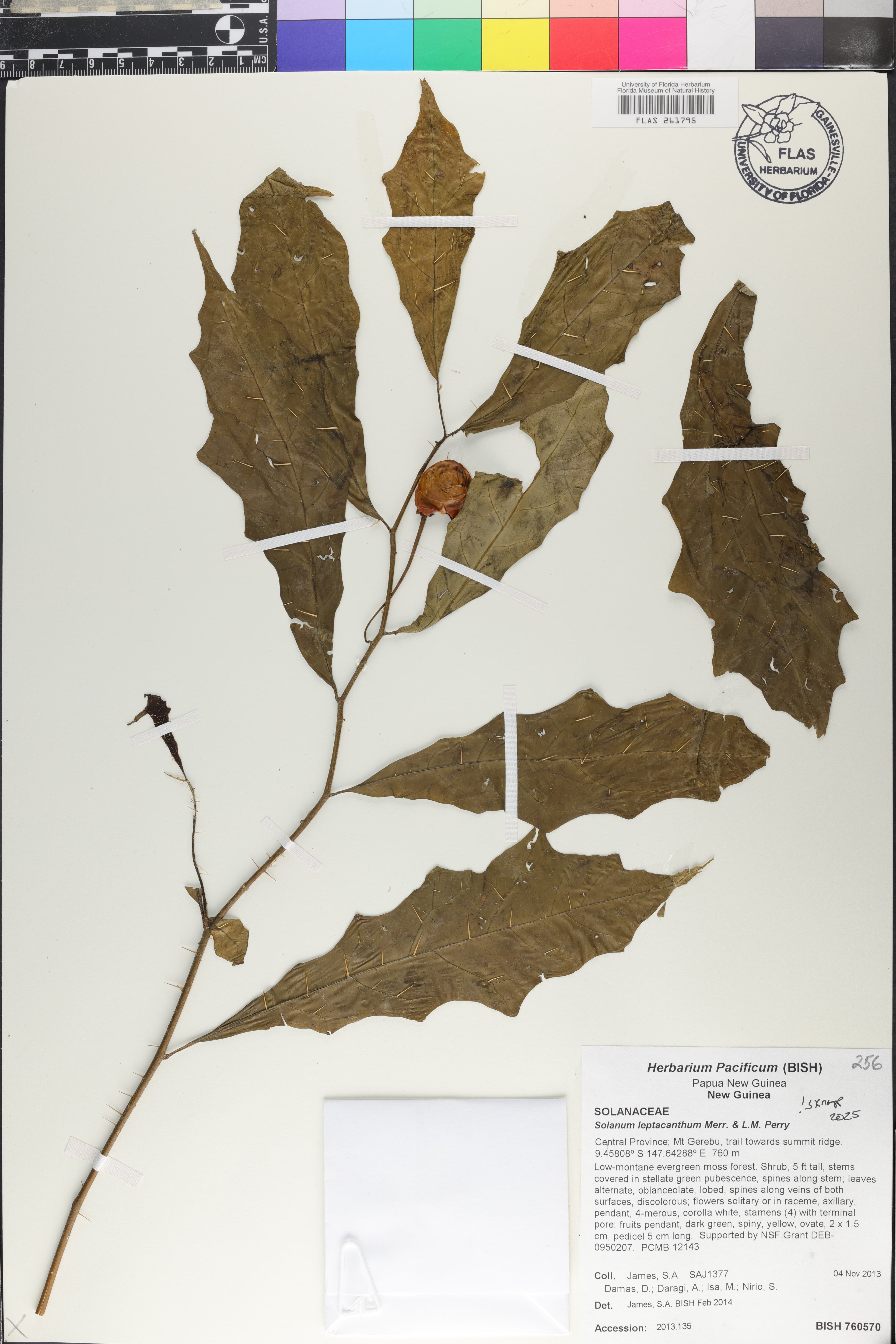 Solanum leptacanthum