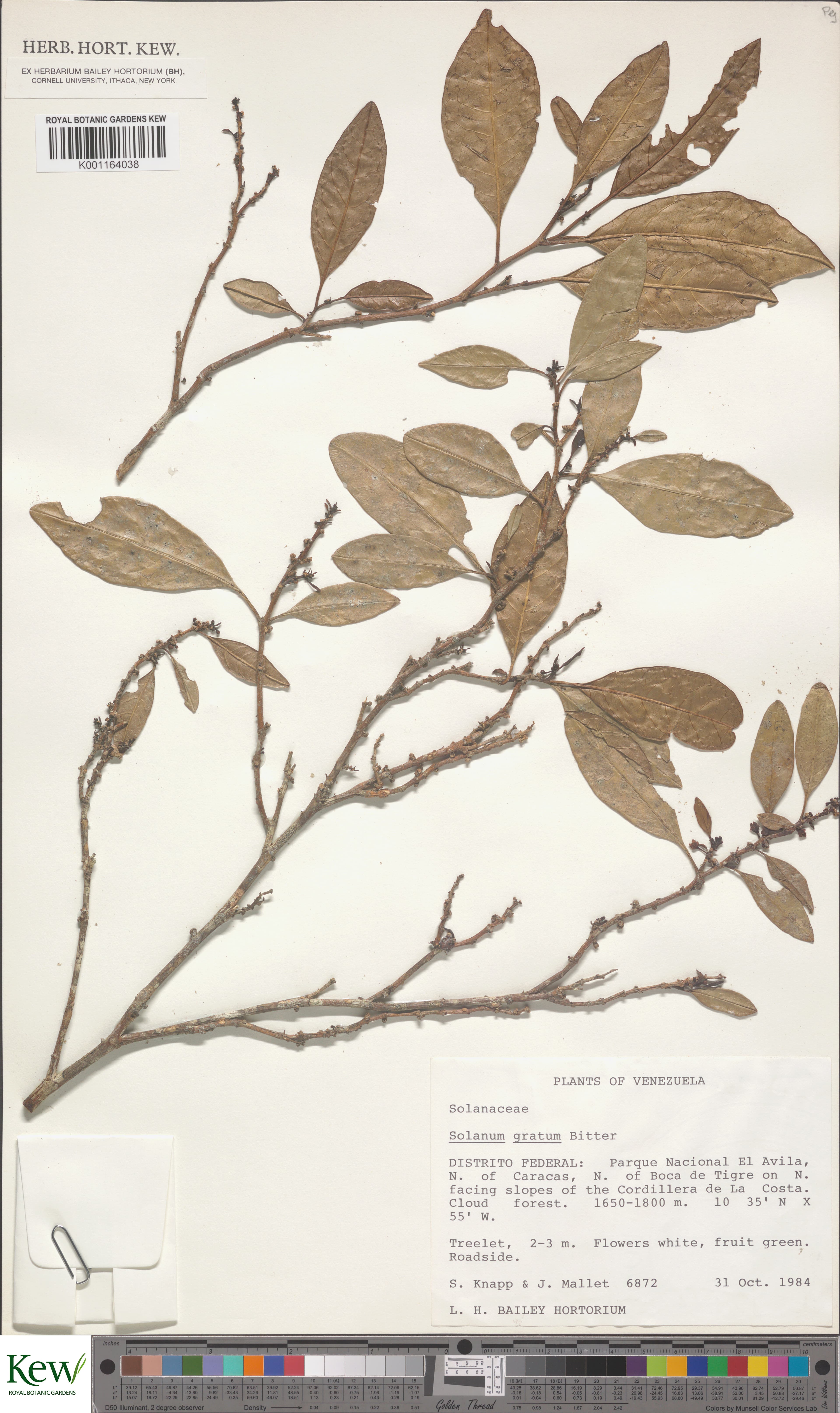 Solanum gratum