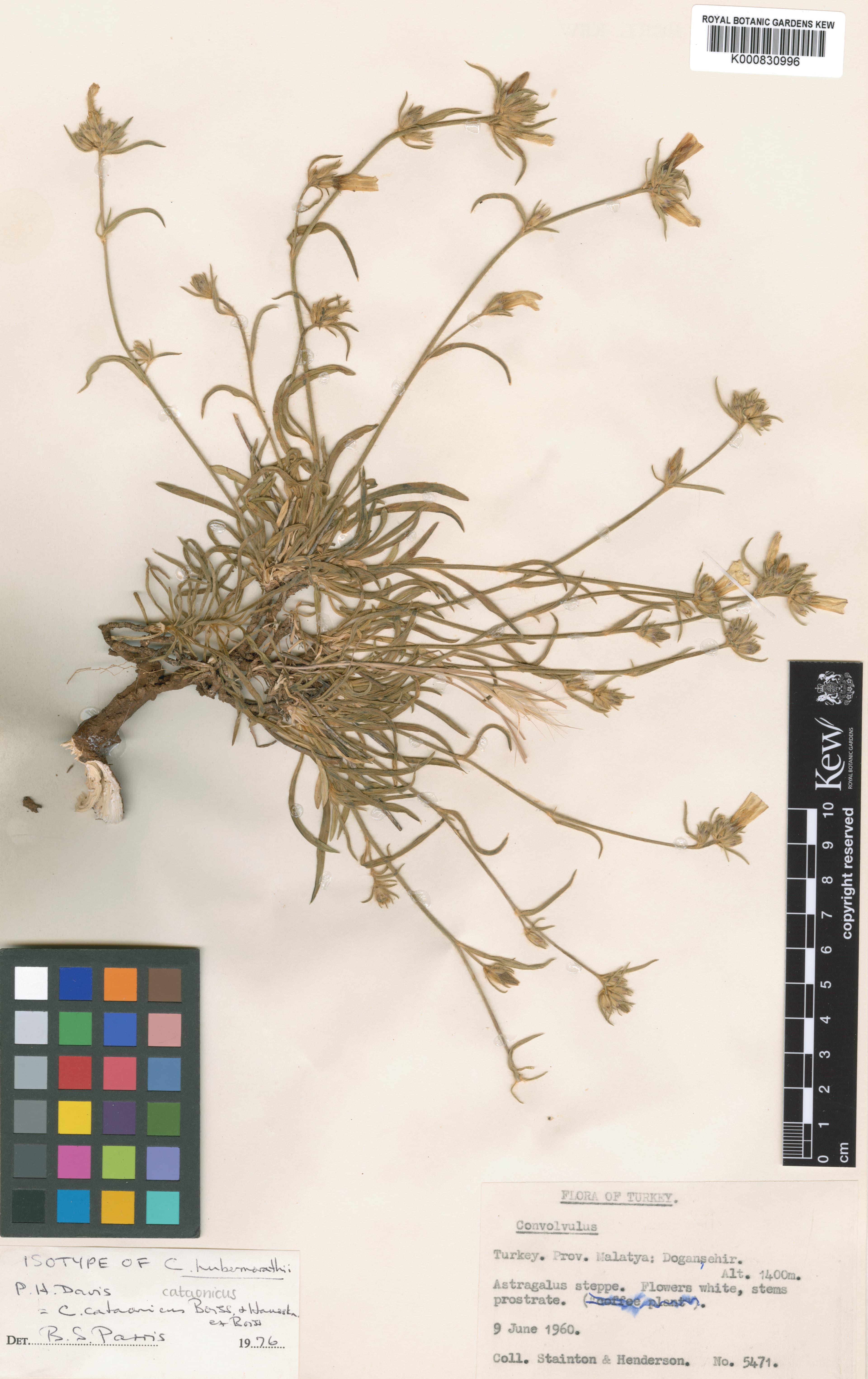 Convolvulus cataonicus