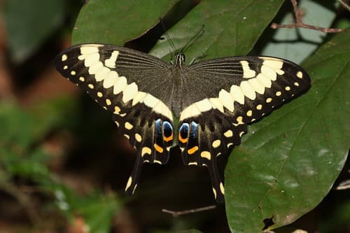 Emperor Swallowtail