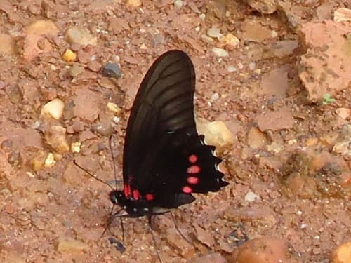 Eurytides ariarathes (Butterfly, Not a Plant)