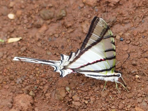 Eurytides stenodesmus